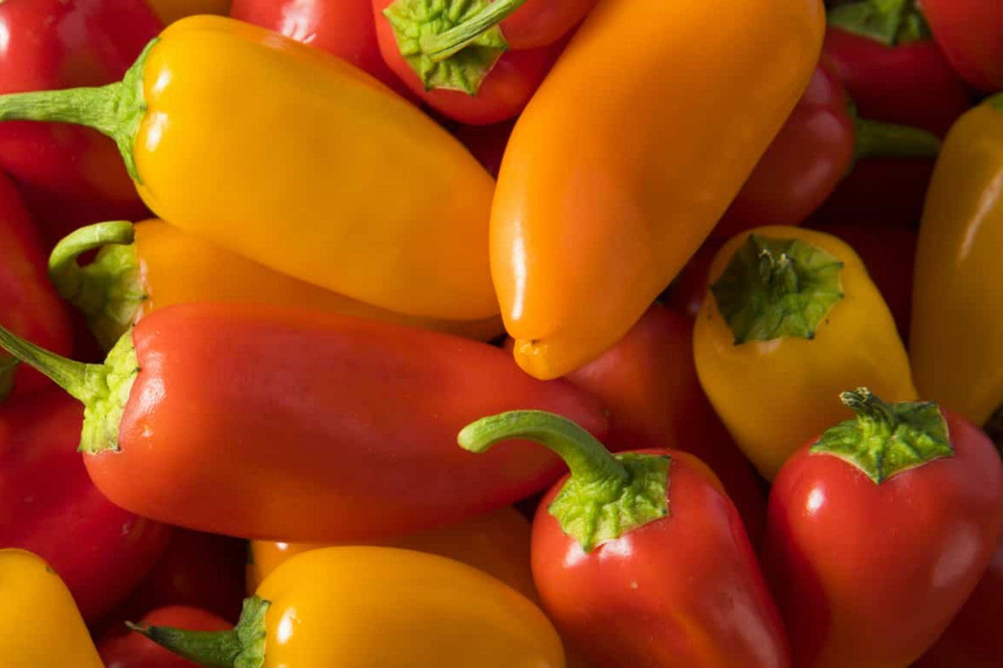 Heirloom Pepper Seeds - Sweet & Spicy Chili Blend, Colorful Mix of Red, Green, Yellow, Orange Peppers, 25+ Seeds