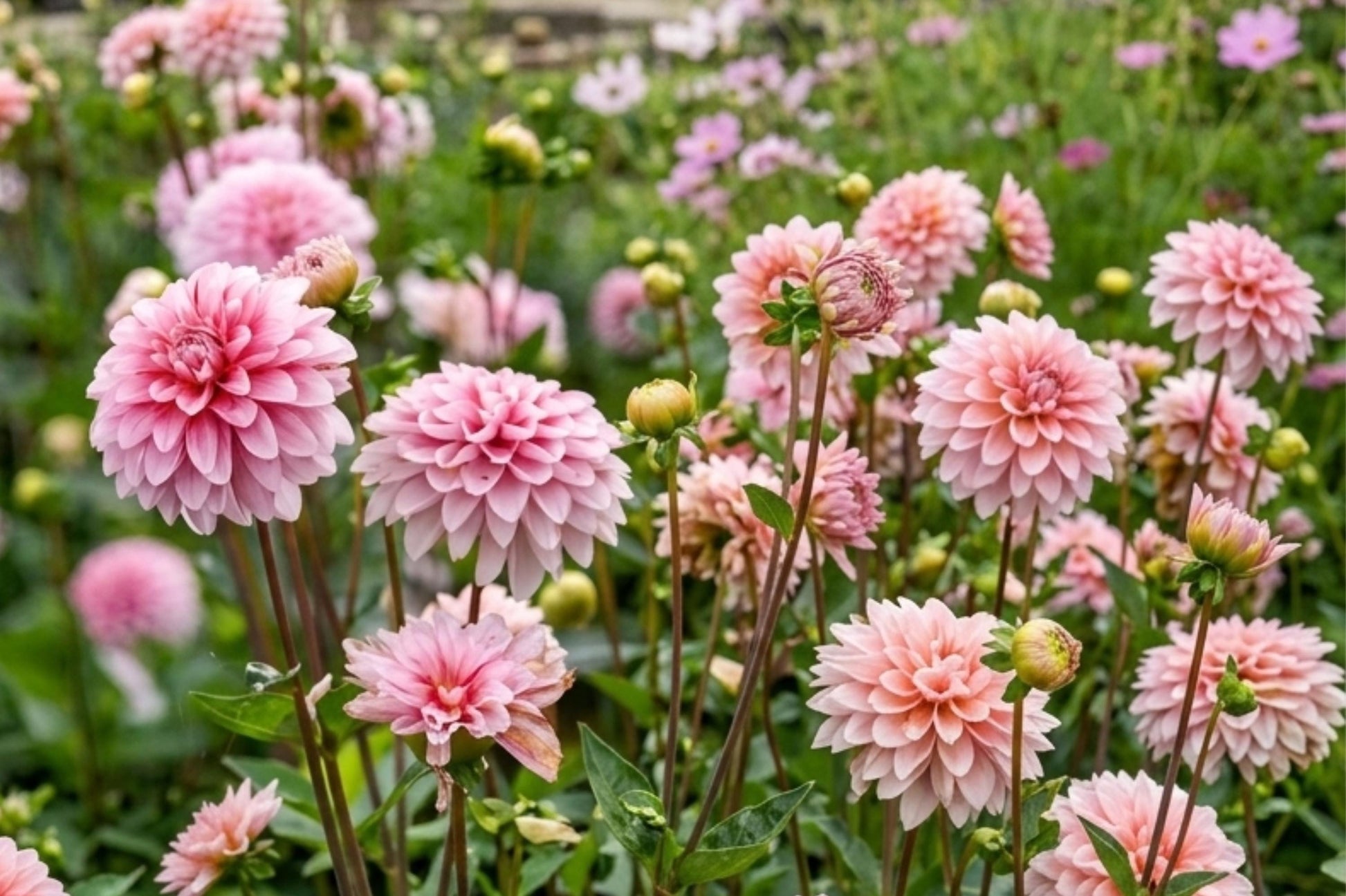 Dinner Plate Dahlia Bulb Tuber Clump Rosella Variety - Large Blooms, Perennial Flower, Dahlia pinnata