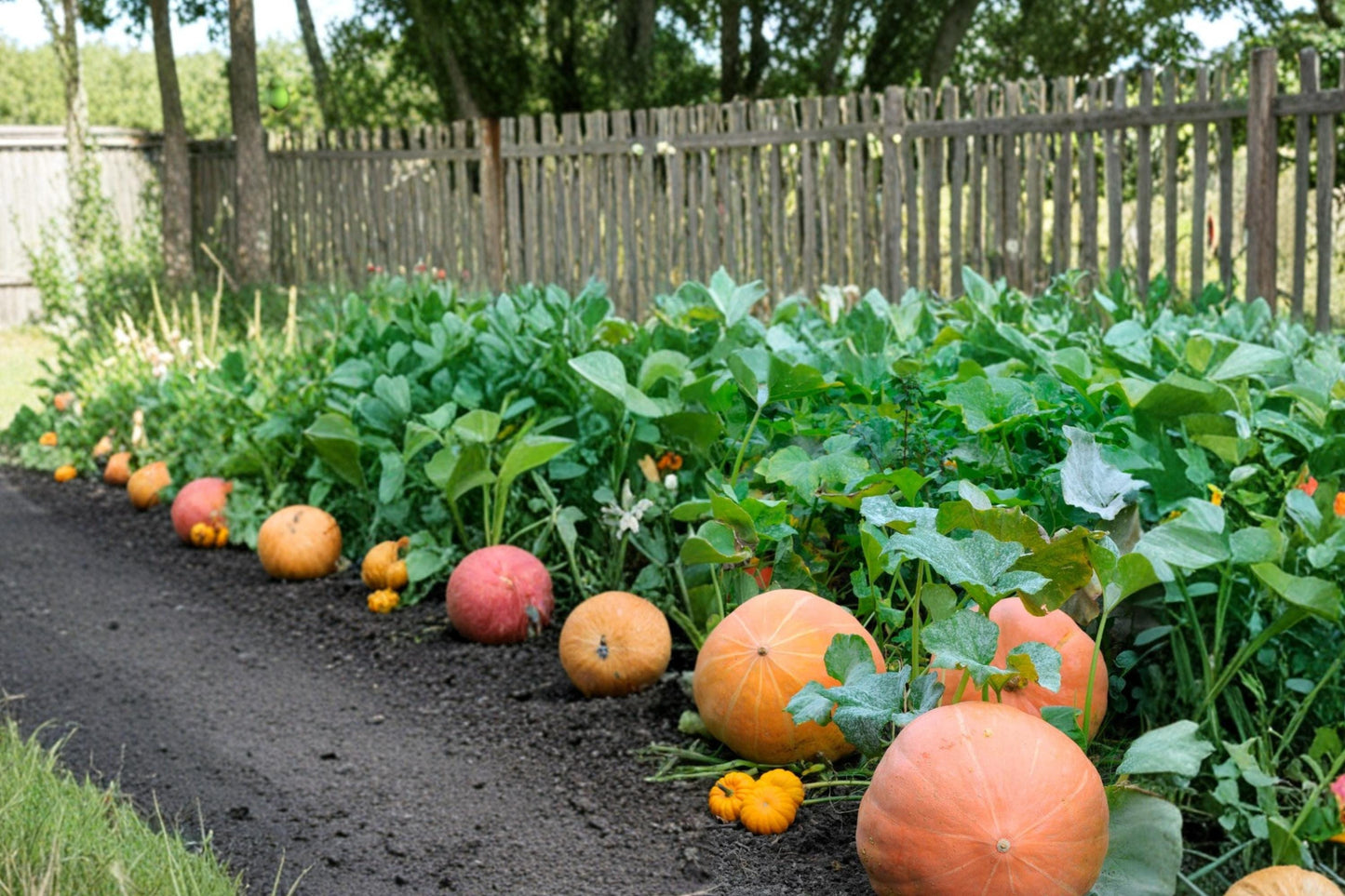 Atlantic Pumpkin Seeds – Cucurbita maxima, Large Orange Fruit, Vigorous Vining Annual Vegetable Plant