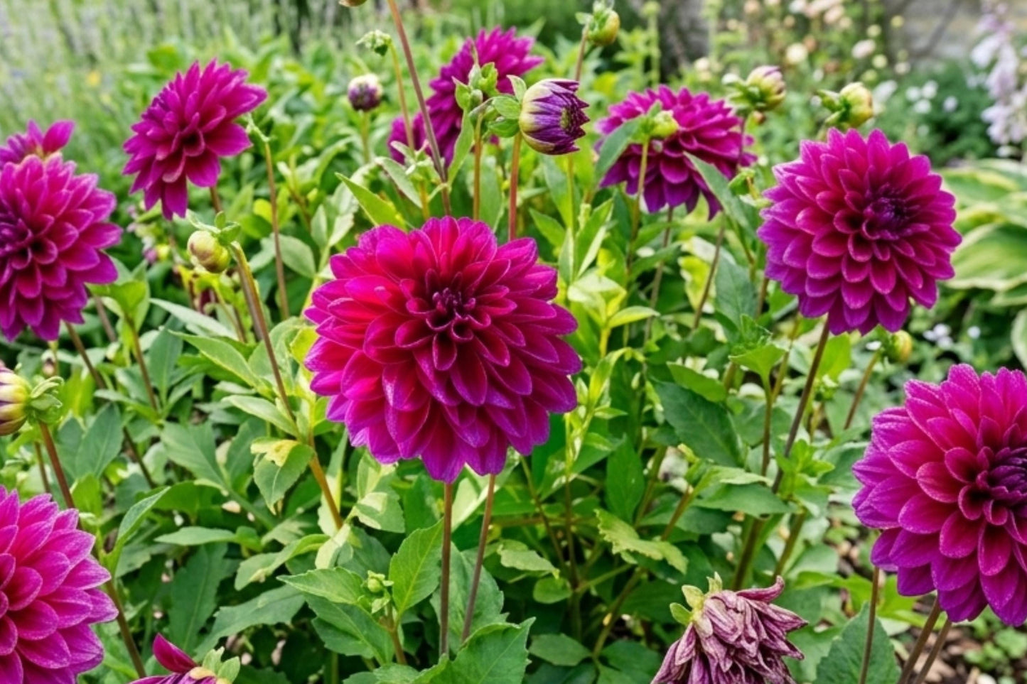 Large Decorative Dinnerplate Dahlia Bulb Clump, Perennial, Le Baron, Dahlia pinnata