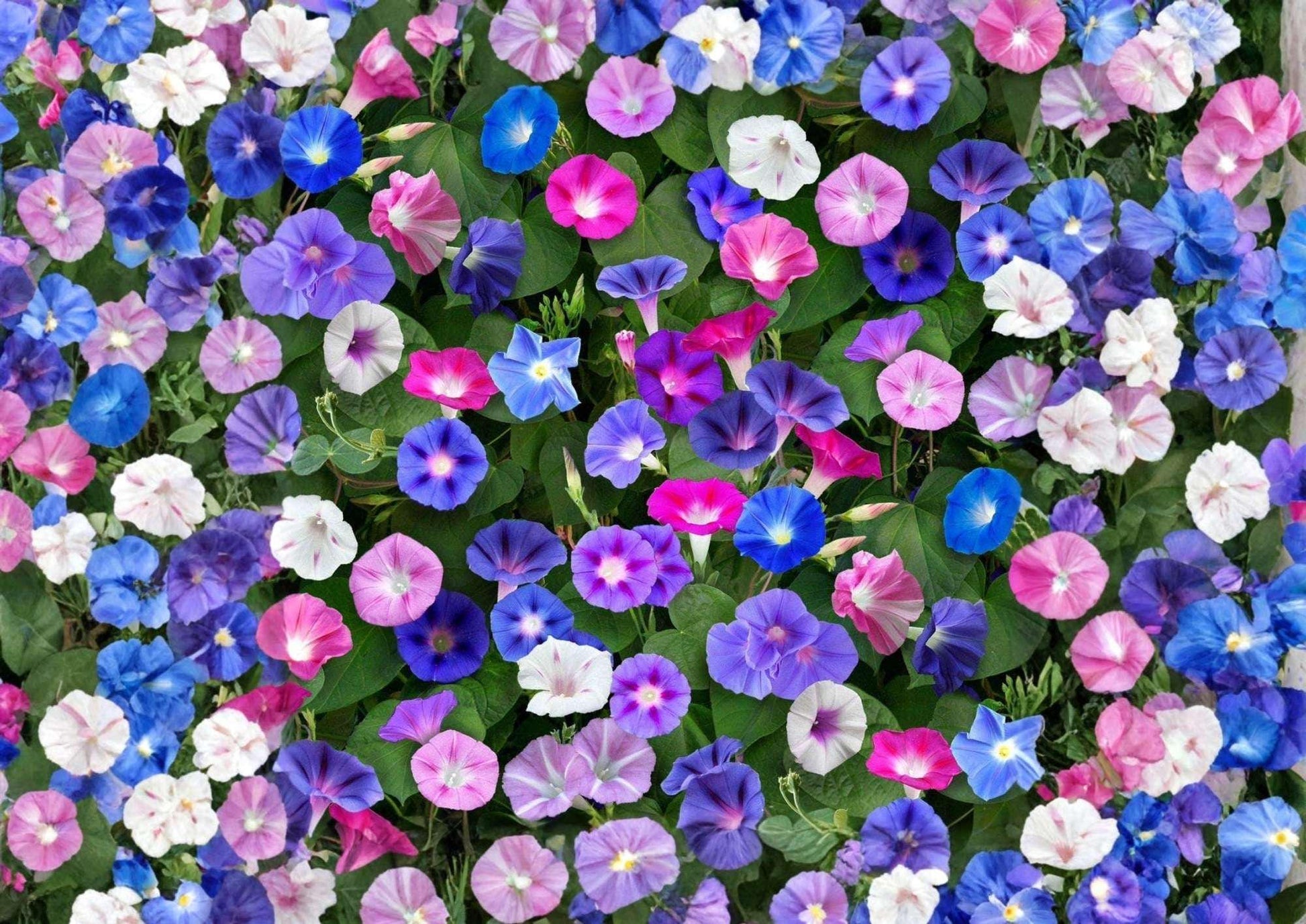 Morning Glory Seeds Mixed Colors Climbing Vine Flower Seeds for Garden, Fast-Growing Trellis Fence Coverage