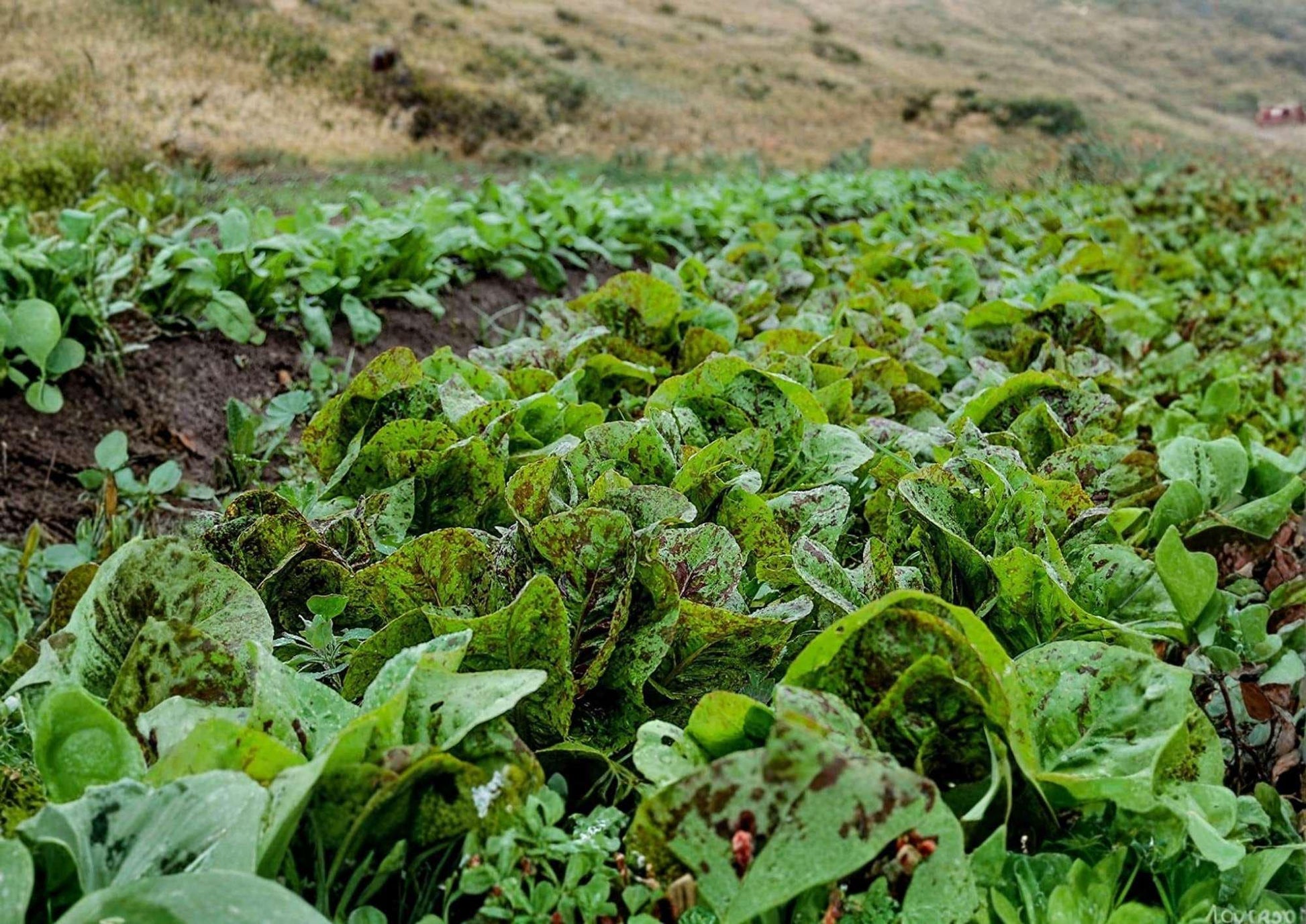 Freckles Romaine Lettuce Seeds – Heirloom Non-GMO Vegetable Seeds for Garden, Speckled Leaf Cos Lettuce, Salad Greens
