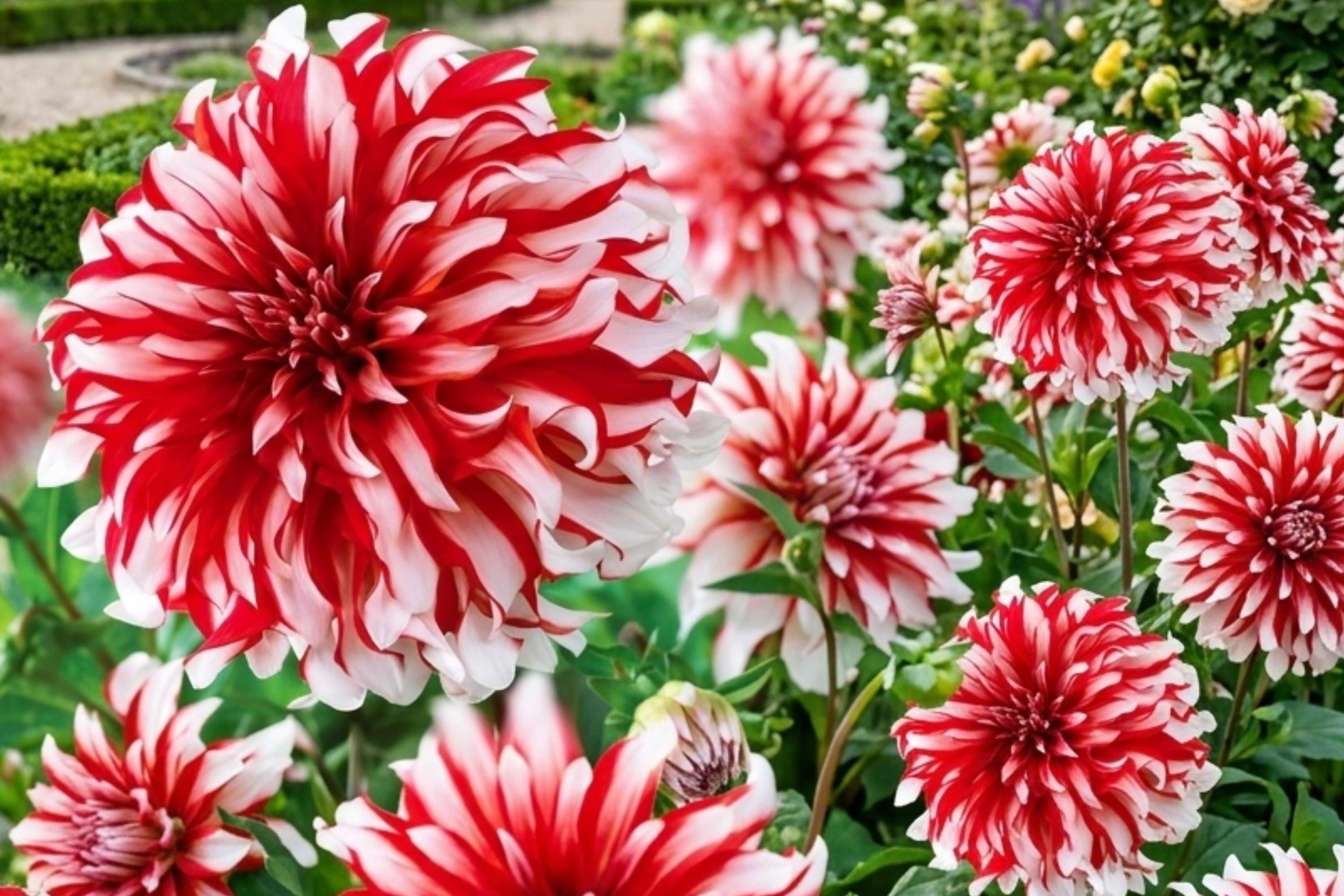 Giant Dinnerplate Dahlia Bulb Cluster – Santa Claus Variety, Large Showy Blooms, Dahlia pinnata, Garden Flower Tubers