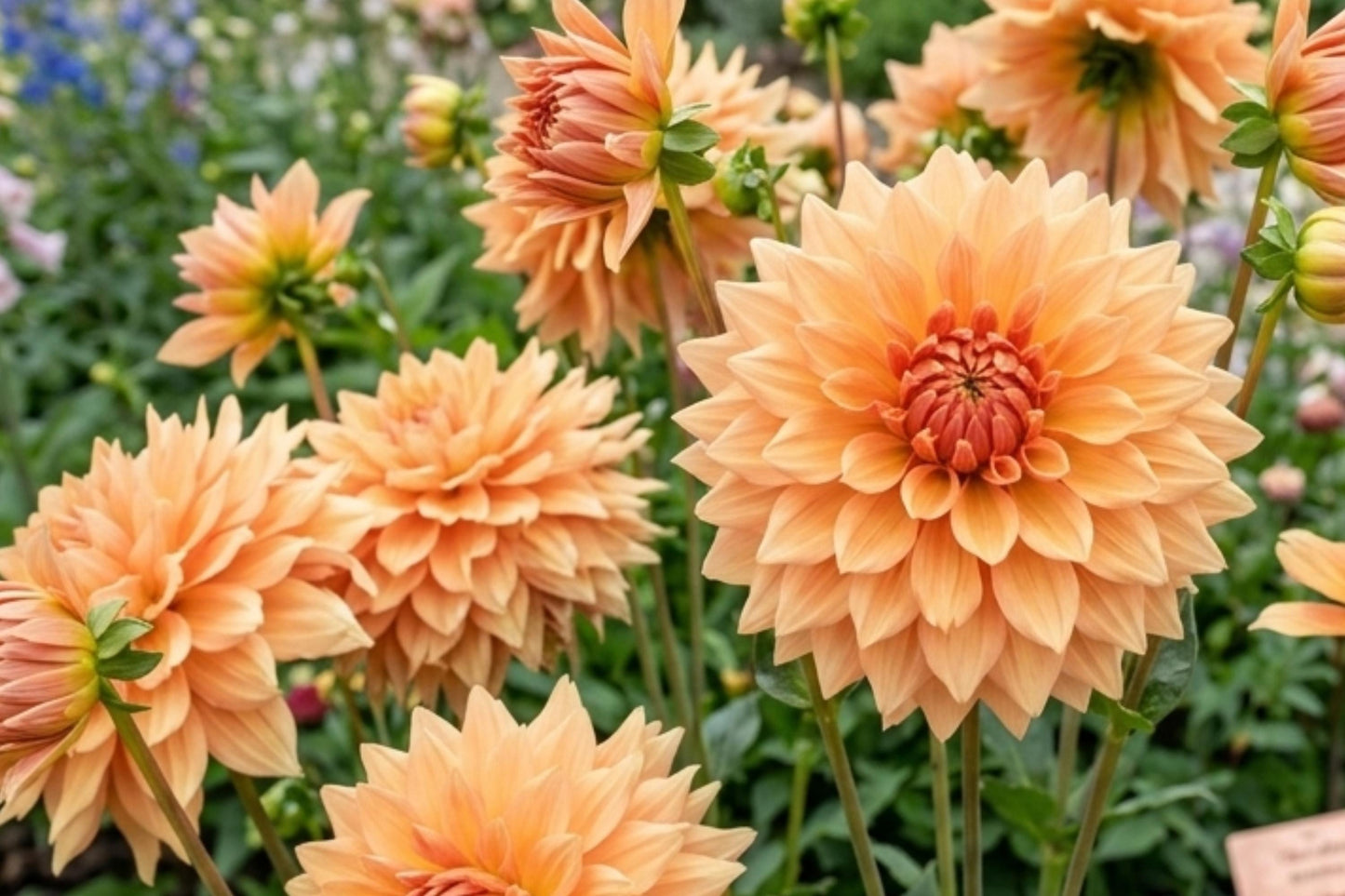 Giant Dinnerplate Dahlia Bulb Cluster – Ben Houston Variety, Dahlia pinnata, Large Showy Flowers for Garden, Borders & Cut Flowers