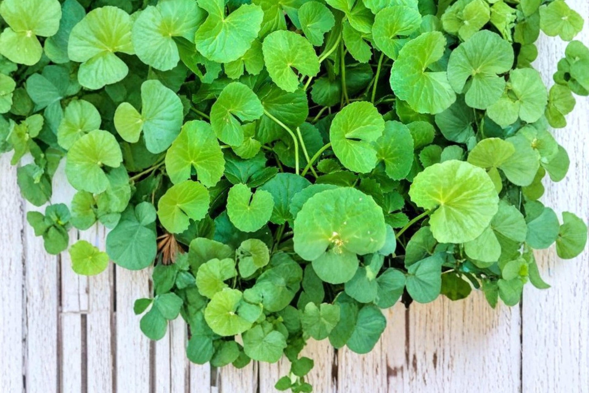 Gotu Kola Seeds – Centella asiatica, Ground Cover Herb, Perennial, Tropical Plant, 50 Seeds