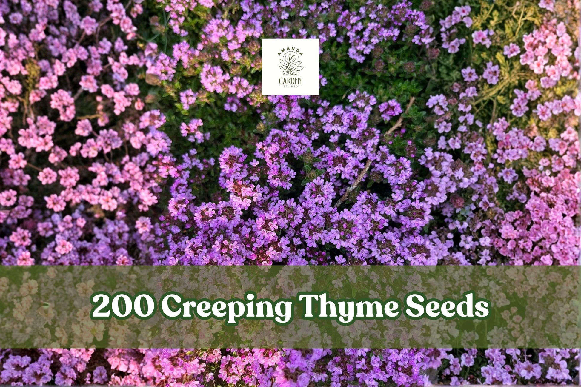 200 Creeping Thyme Seeds | Purple Groundcover Herb for Lawn Alternative | Thymus serpyllum Perennial Seeds