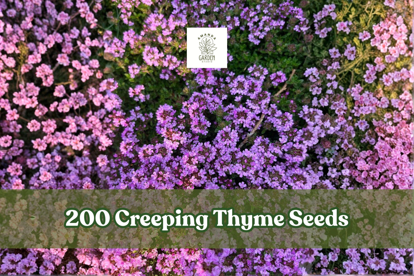 200 Creeping Thyme Seeds | Purple Groundcover Herb Perennial for Lawn Alternative | Thymus serpyllum Seeds