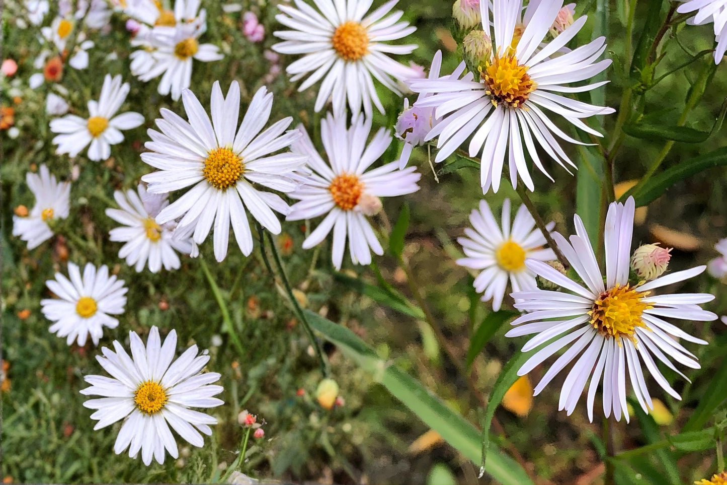 Panicled Aster Seeds (100) | Native Wildflower with White Daisy-Like Blooms | Symphyotrichum lanceolatum