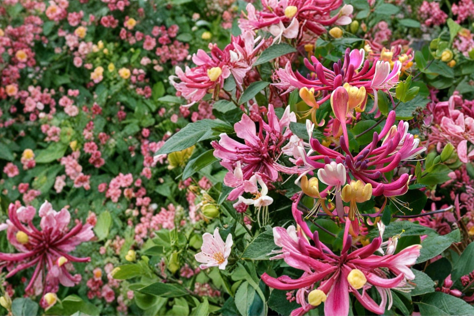 Pink Honeysuckle Live Plant – Bare Root Climbing Vine with Fragrant Pink Flowers – Lonicera spp.
