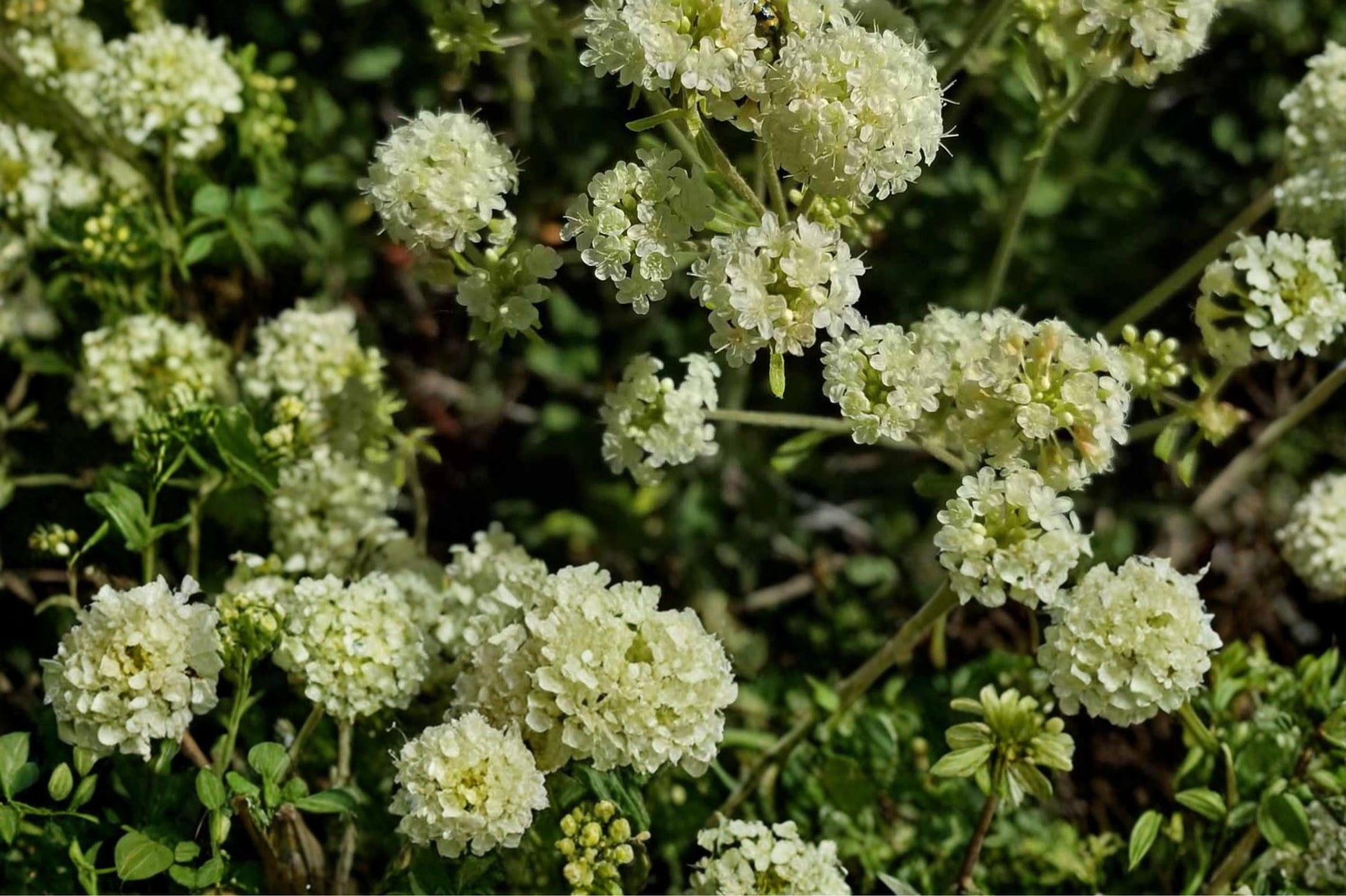 Parsnipflower Wild Buckwheat Seeds – Eriogonum heracleoides, Perennial, Creamy Yellow Flowers, Drought Tolerant, Rock Garden, Prairie Plant