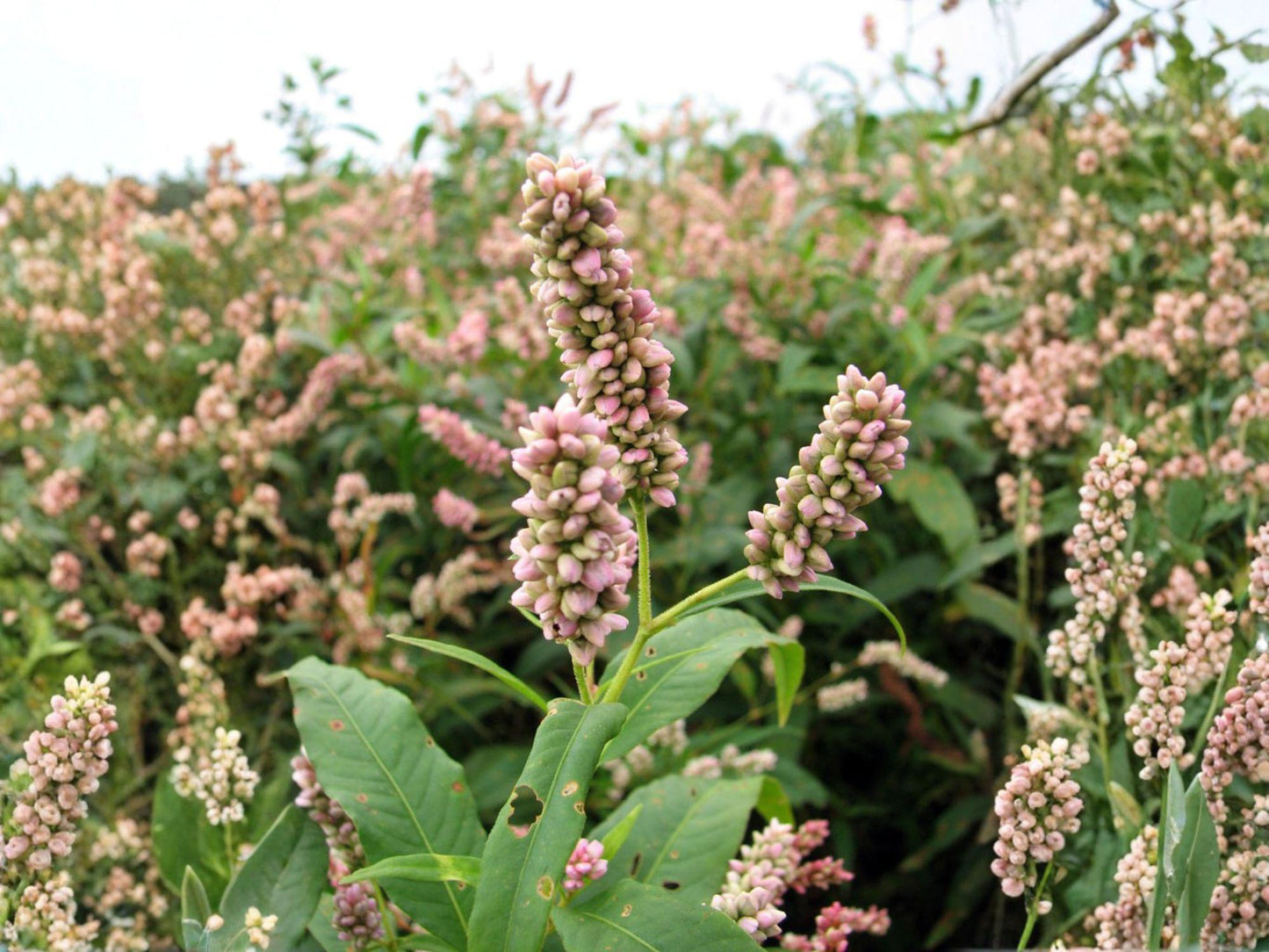 Pinkweed Flower Seeds | Persicaria pensylvanica | Pink Blooms, Annual Garden Plant, Full Sun, Natural Landscaping, 15 Seeds