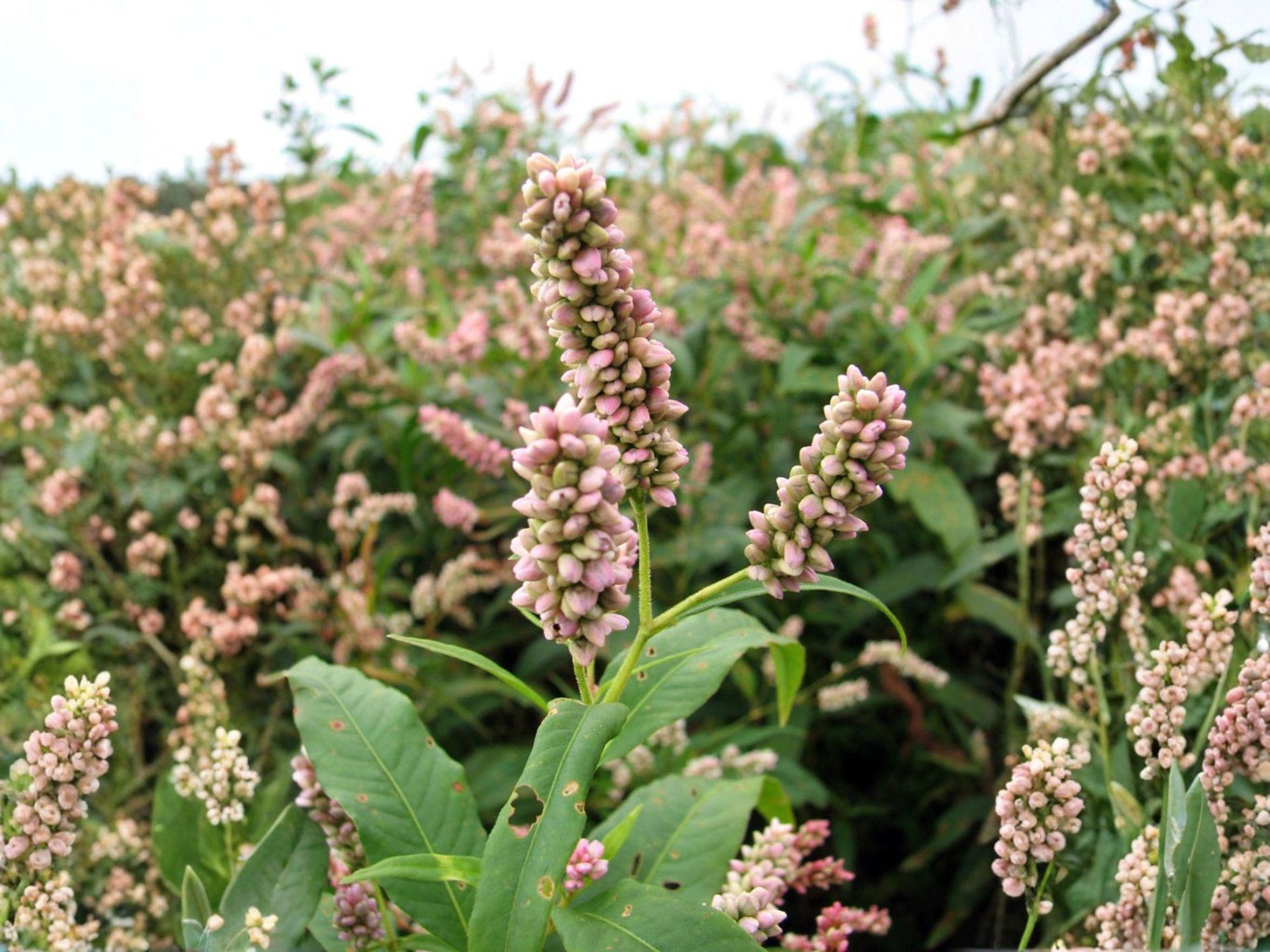 Pinkweed Flower Seeds | Persicaria pensylvanica | Pink Blooms, Annual Garden Plant, Full Sun, Natural Landscaping, 15 Seeds