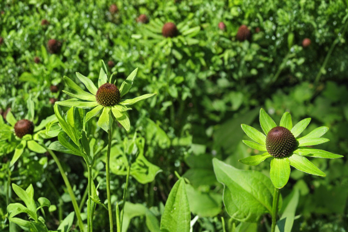 Western Coneflower Seeds – Rudbeckia occidentalis Herbaceous Perennial for Prairie Gardens & Borders, 75 Seeds