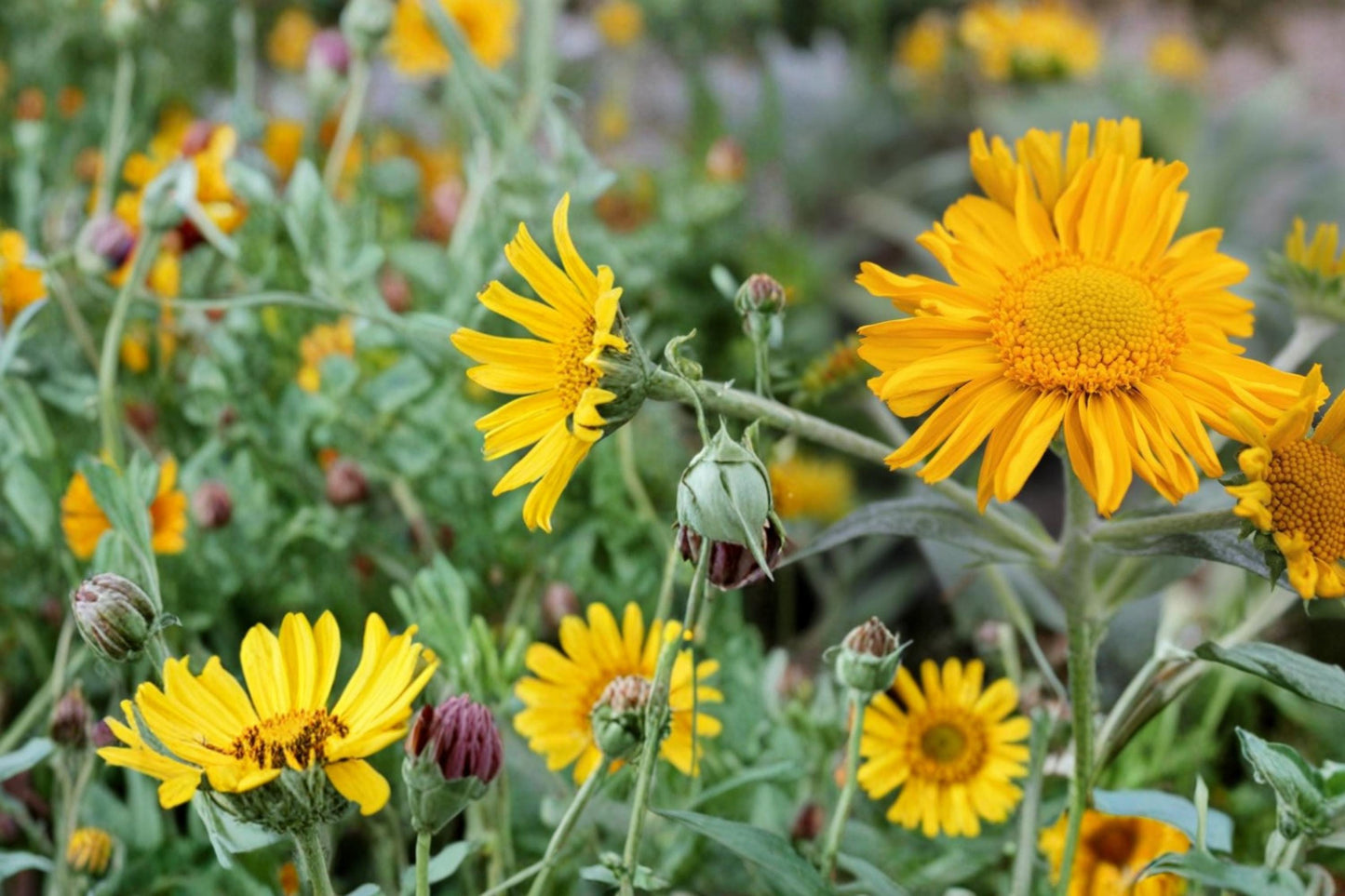Orange Mountain Daisy Seeds – Hymenoxys hoopesii Herbaceous Perennial Wildflower for Meadows & Slopes