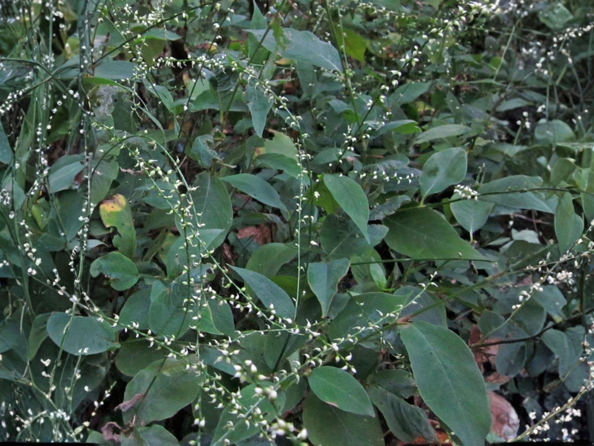 Jumpseed Persicaria virginiana Woodland Knotweed Flower Seeds – Shade-Loving Perennial for Woodland Gardens, 15 Seeds
