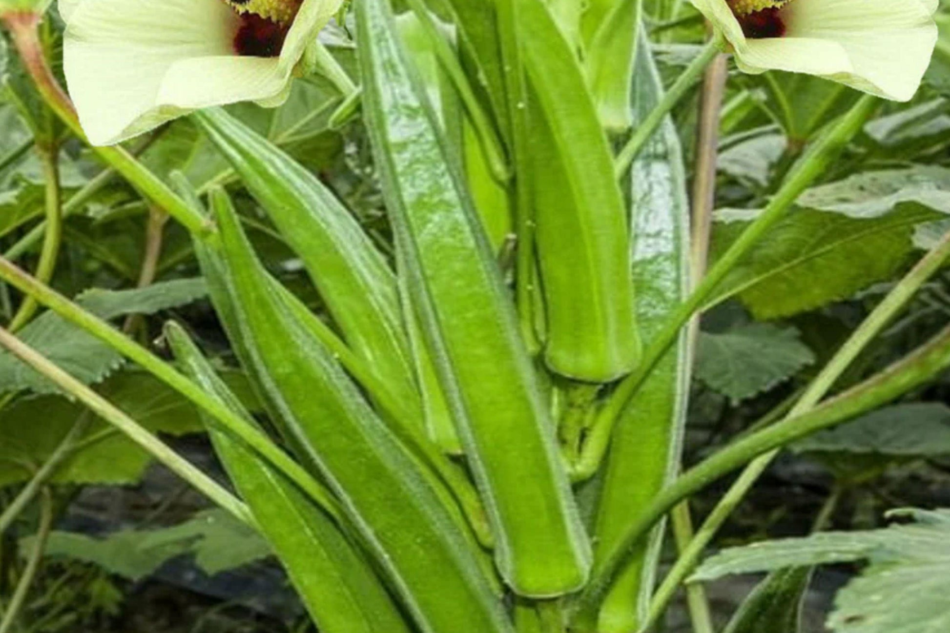 Clemson Spineless Okra Seeds - Heirloom, Non-GMO, High Yield, Heat Tolerant Garden Vegetable, Bright Green Pods