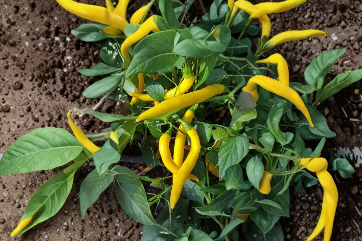 Golden Cayenne Pepper Seeds - Heirloom Non-GMO High Yield Hot Chili Seeds for Garden, Container, or Raised Bed Planting