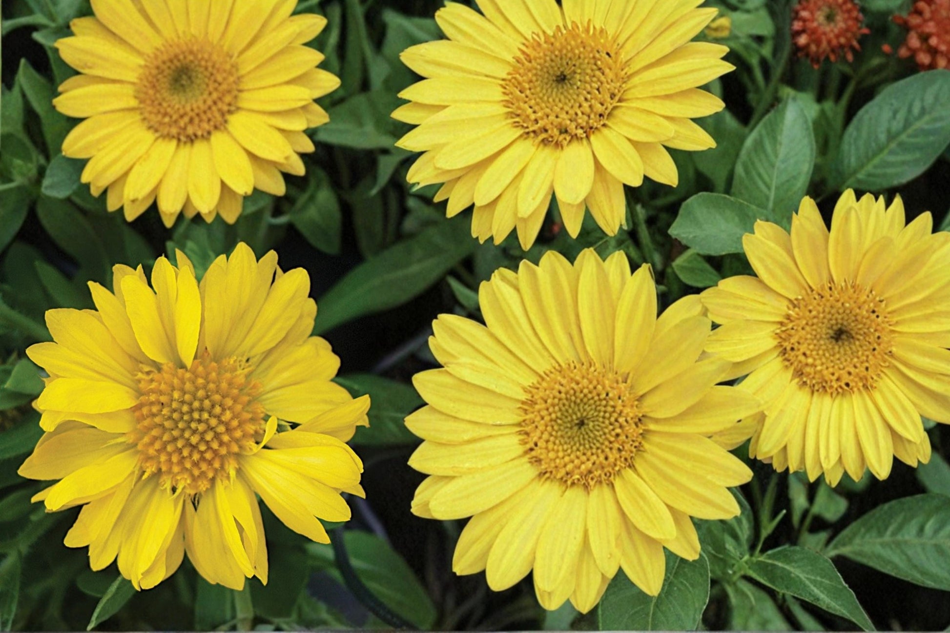 Yellow Blanket Flower Seeds – Gaillardia aristata, Perennial Wildflower, Bright Yellow Daisy-Like Blooms, Drought Tolerant, Pollinator Plant