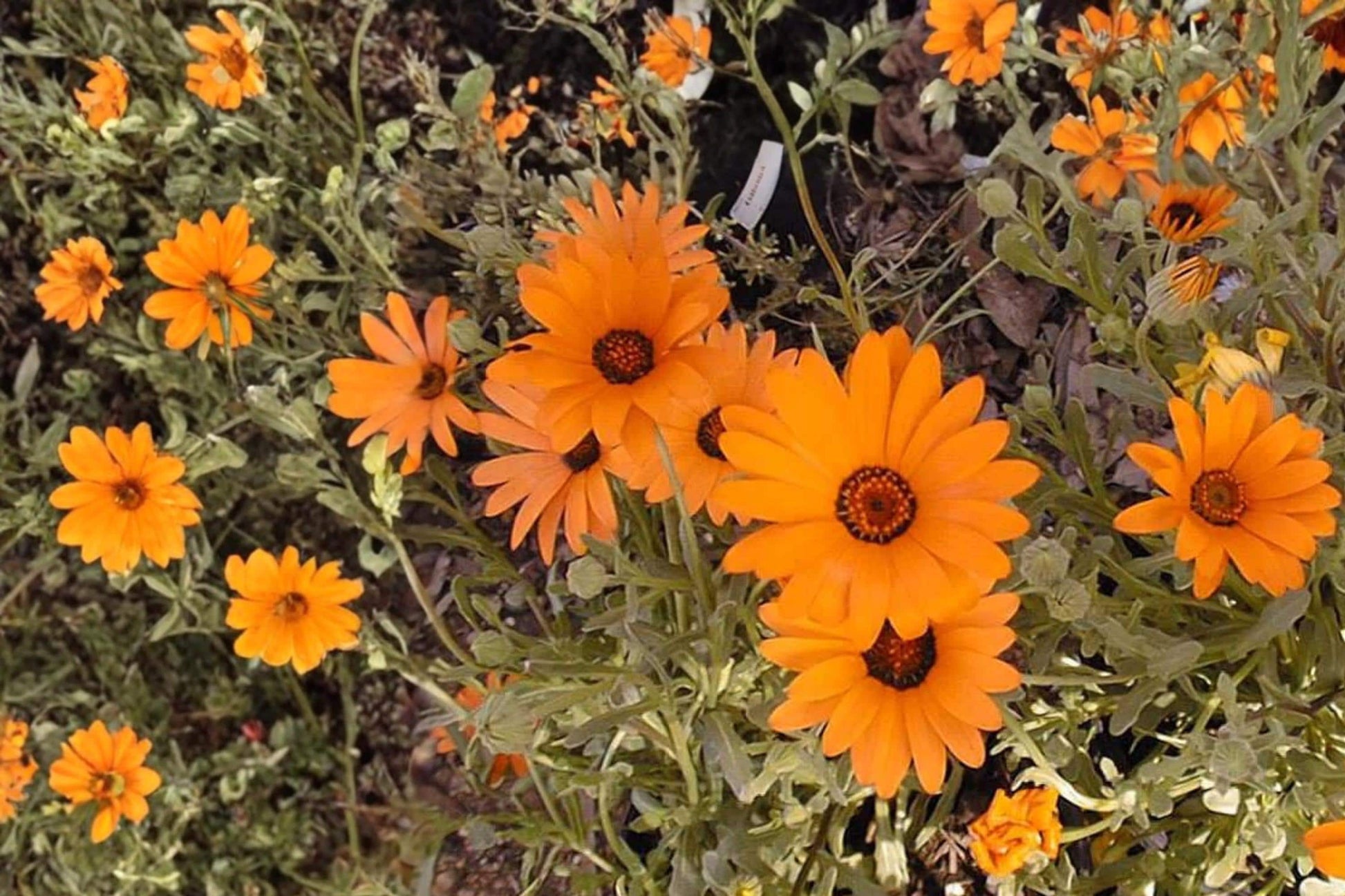 African Daisy Seeds – 50 Pack, Dimorphotheca sinuata, Bright Orange to Yellow Daisies, Annual Flower for Borders & Containers