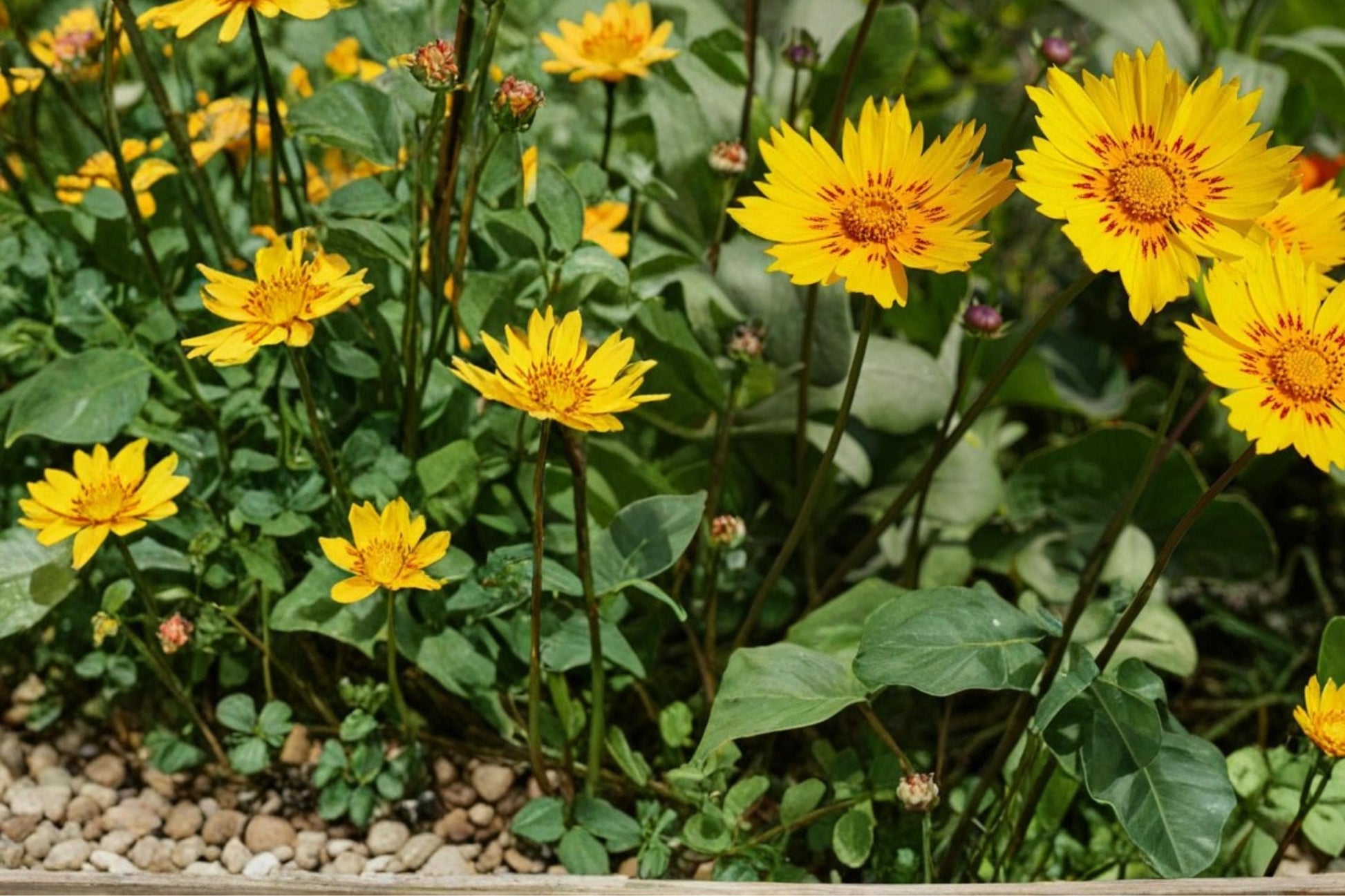 Picta Tickseed Seeds – Coreopsis nuecensis Perennial Wildflower with Yellow Flowers, 30 Seeds