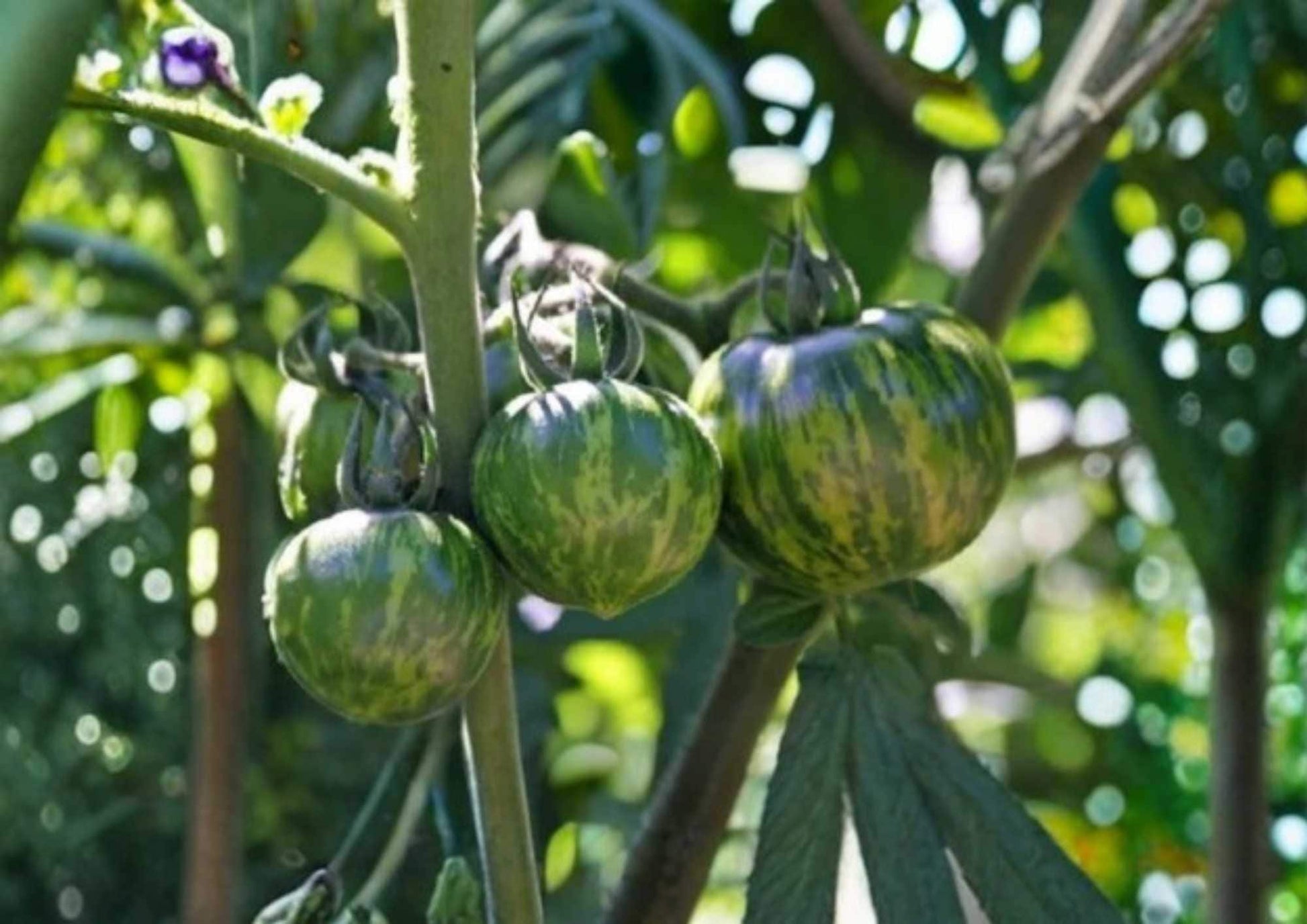 Green Zebra Tomato Seeds – Heirloom Non-GMO Vegetable Seeds for Garden, Striped Green Tomato, Solanum lycopersicum