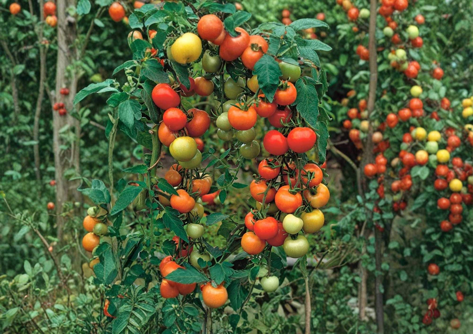 Sweet Pea Currant Tomato Seeds, Heirloom, High-Yield Tiny Red Fruit, Solanum lycopersicum