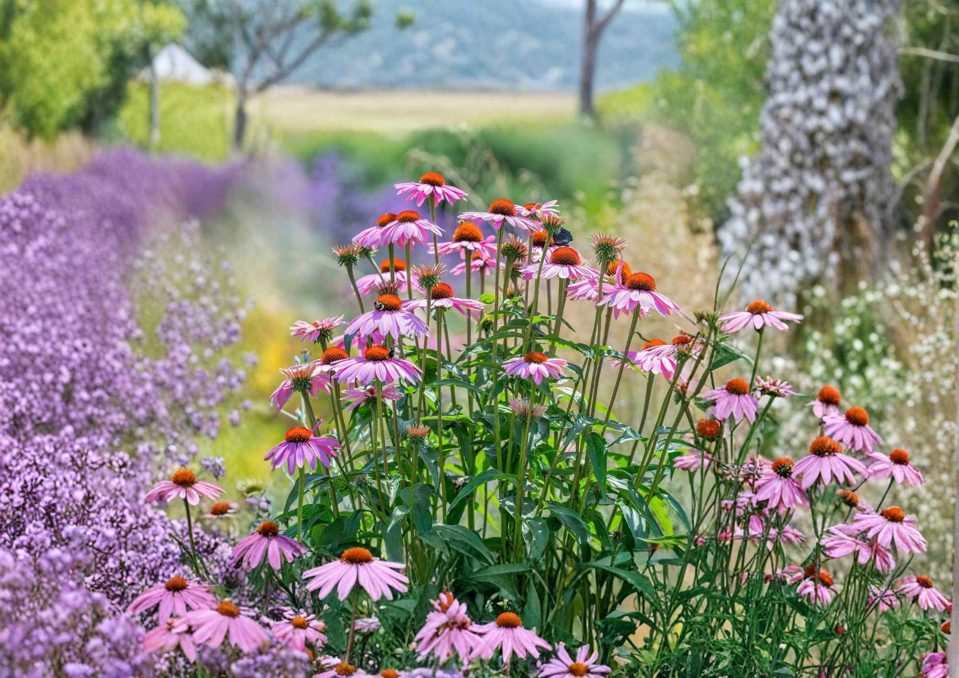 300+ Purple Coneflower Seeds | Echinacea purpurea | Perennial Wildflower Seeds for Pollinator Gardens
