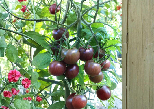 Chocolate Cherry Tomato Seeds, Heirloom Rare Variety, Sweet Dark Brown Cherry Tomatoes for Garden and Container Growing