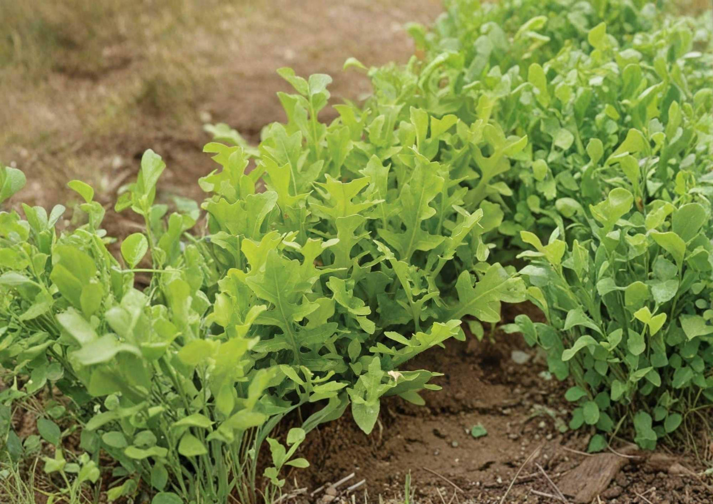 Heirloom Organic Astro Arugula Seeds – Non-GMO Fast-Growing Rocket Salad Greens for Garden, Container, and Raised Bed Planting