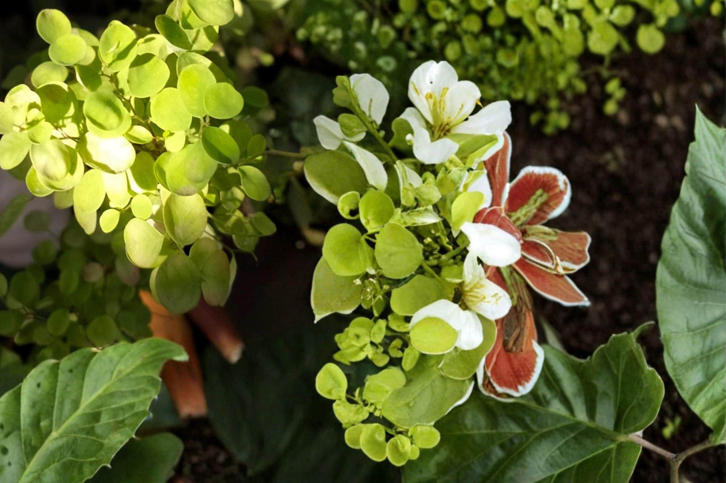 Pepper Cress Seeds – Lepidium sativum, Herbaceous Annual, Green Leafy Herb, Culinary Herb, Fast-Growing Container Plant