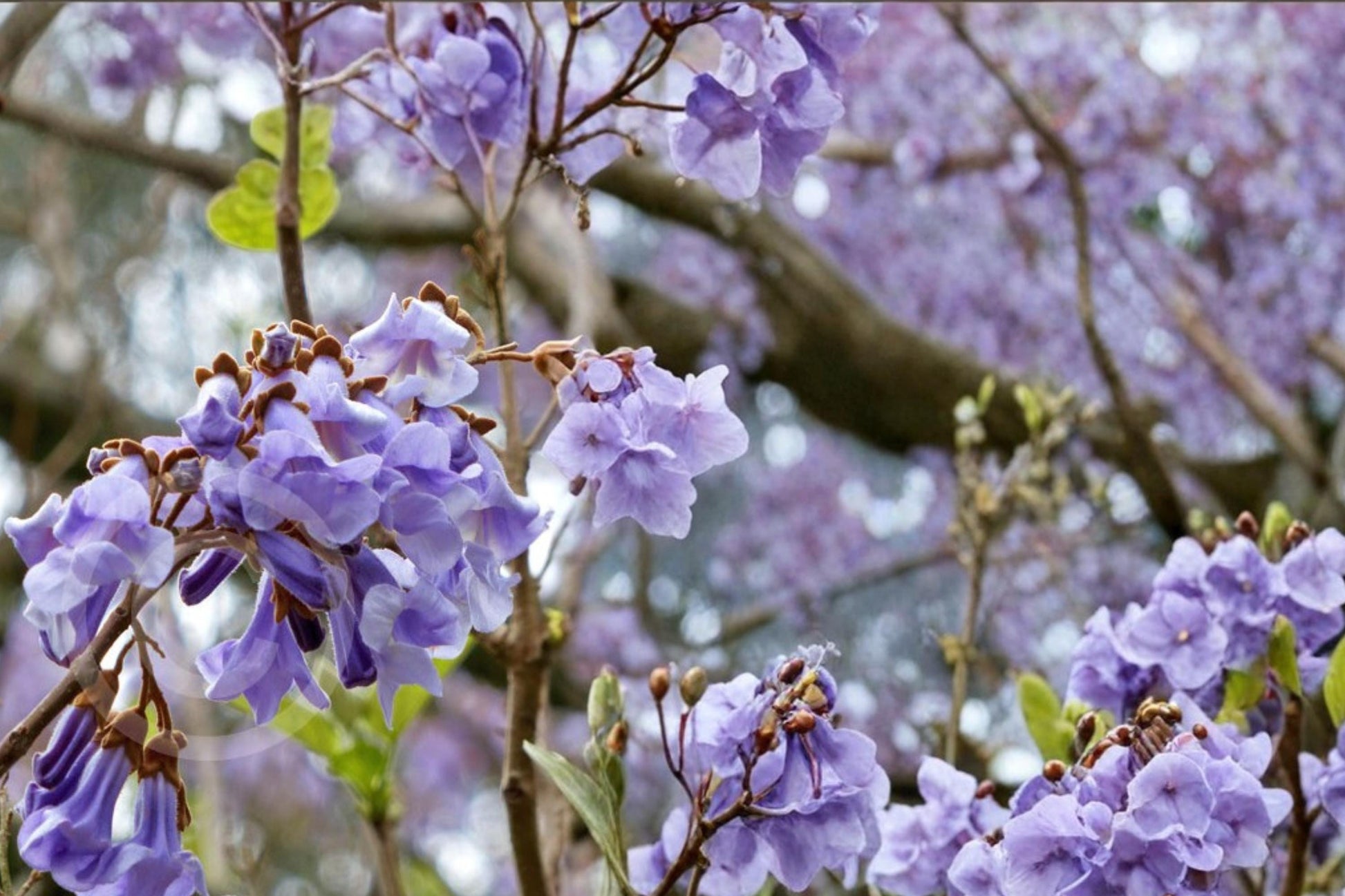 Empress Tree Seeds – Paulownia tomentosa – Fast-Growing Deciduous Tree with Lavender-Purple Flowers and Large Leaves