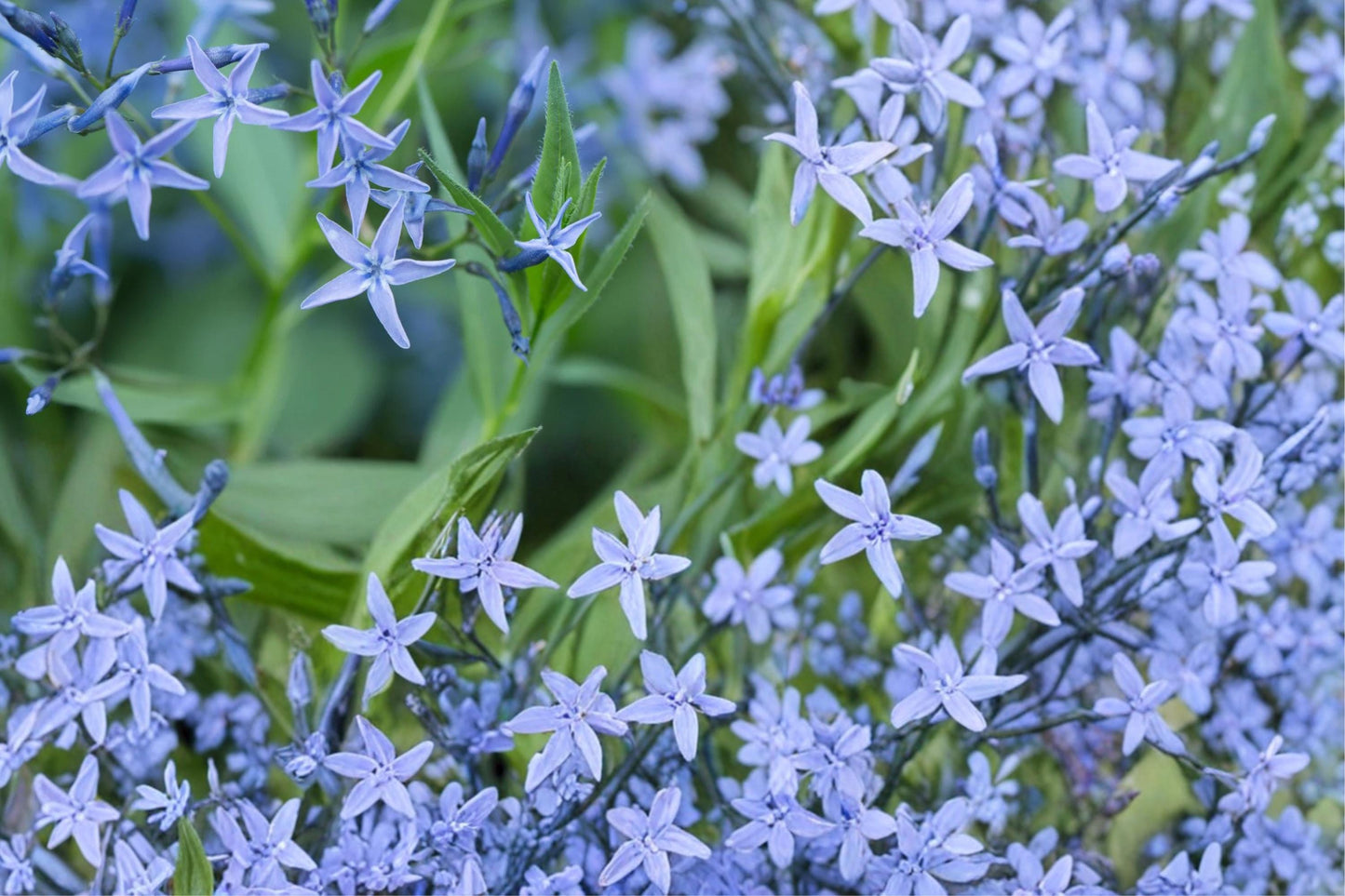 Ozark Bluestar Seeds 10 Pack | Amsonia illustris Herbaceous Perennial for Borders & Meadows