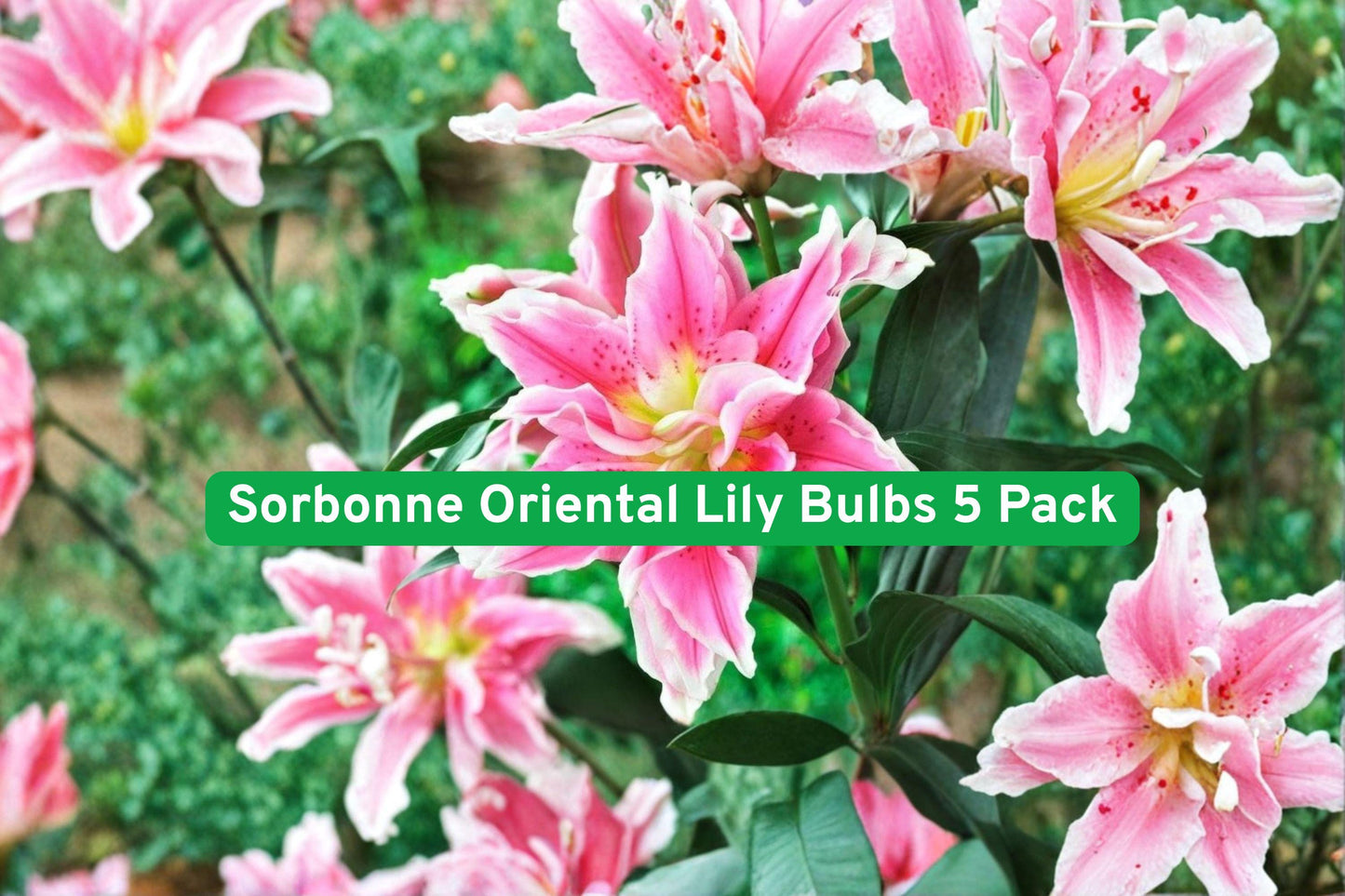 lily bulbs, oriental lily, pink white flowers, fragrant garden plant, summer blooming bulbs, cut flower lilies, container lilies, perennial flower bulbs, garden border plants, romantic garden flowers, easy grow lilies, showy summer blooms, floral fragrance plant