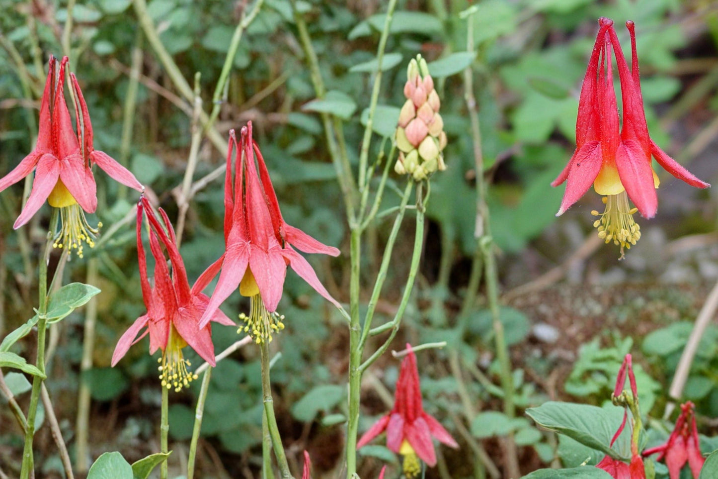 Red Columbine Seeds 100 Pack – Aquilegia canadensis Native Perennial with Red and Yellow Nodding Flowers