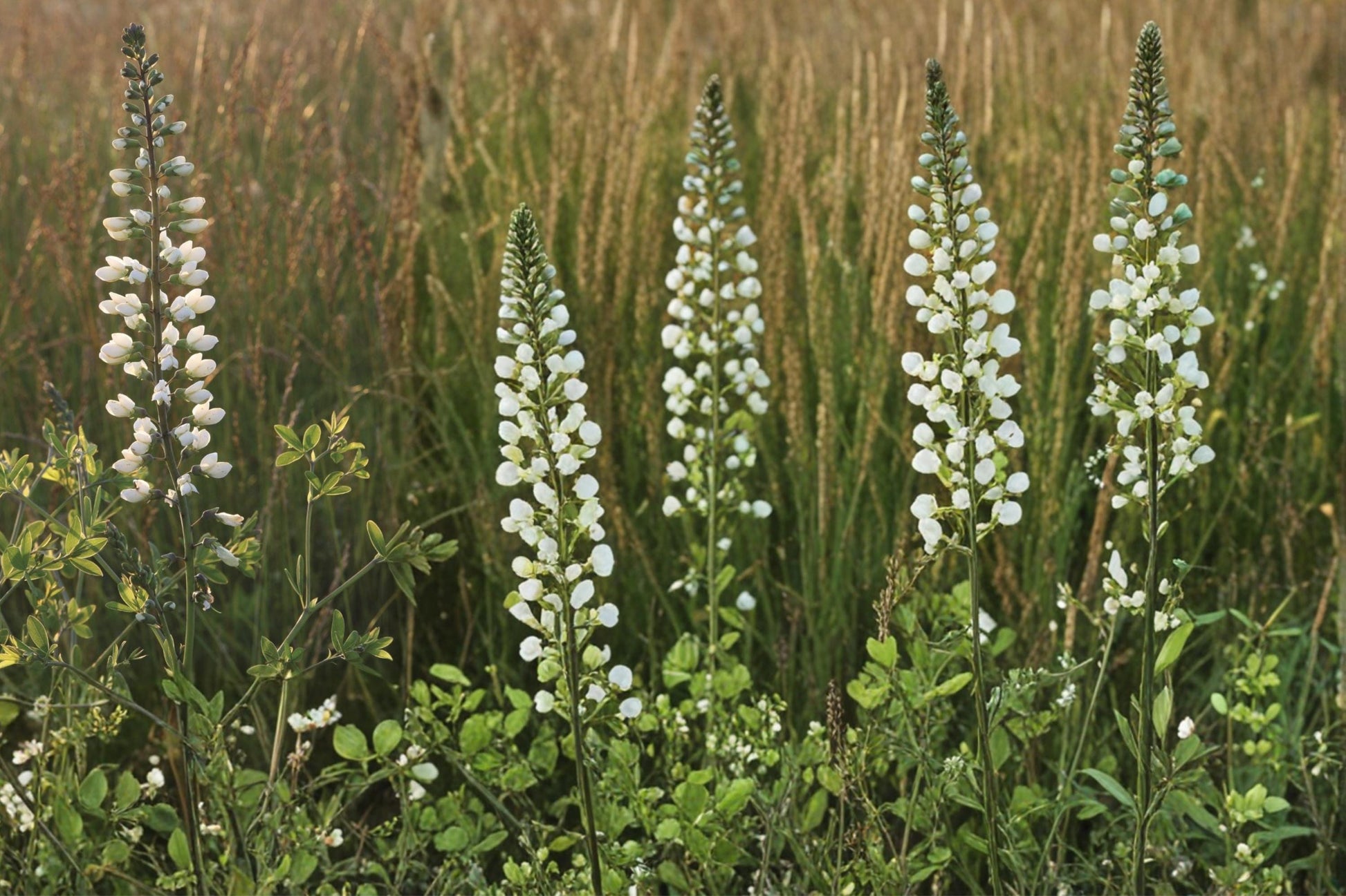 White Wild Indigo Seeds – Baptisia alba Herbaceous Perennial for Gardens, Prairies & Borders