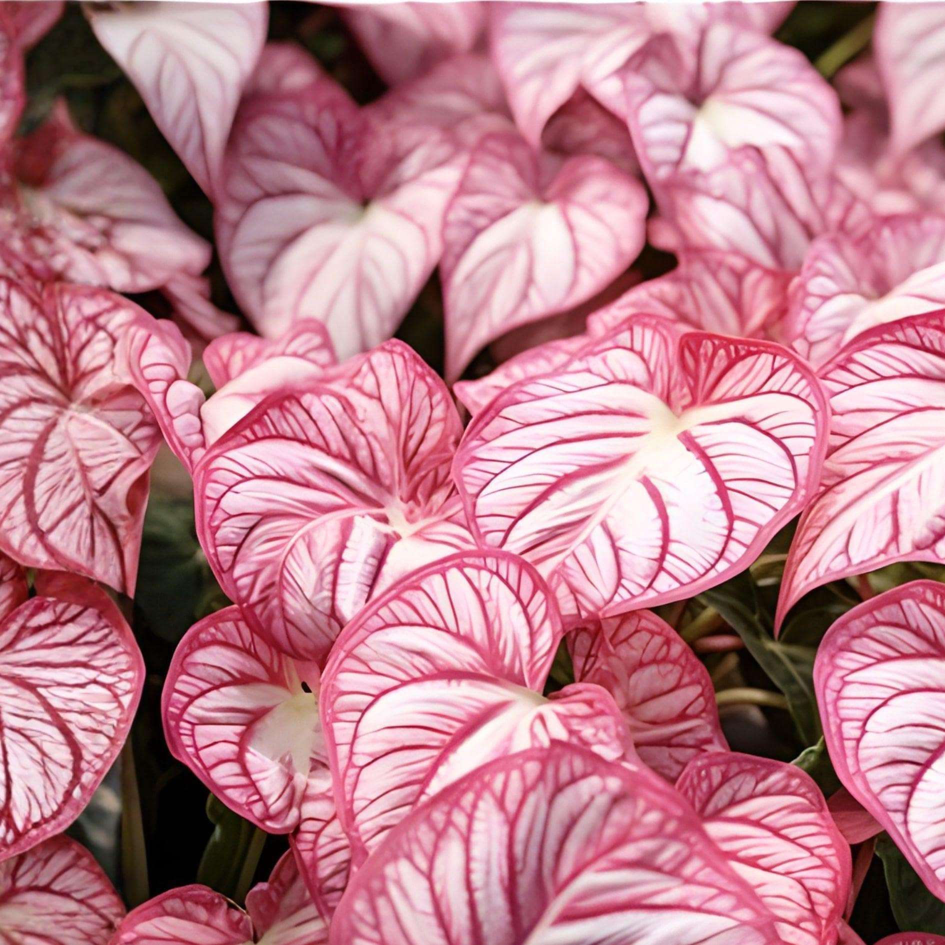 Pinky Swear Caladium Bulbs – 6 Tropical Foliage Plants for Shade Gardens, Containers, Summer Landscape, Elephant Ear Style
