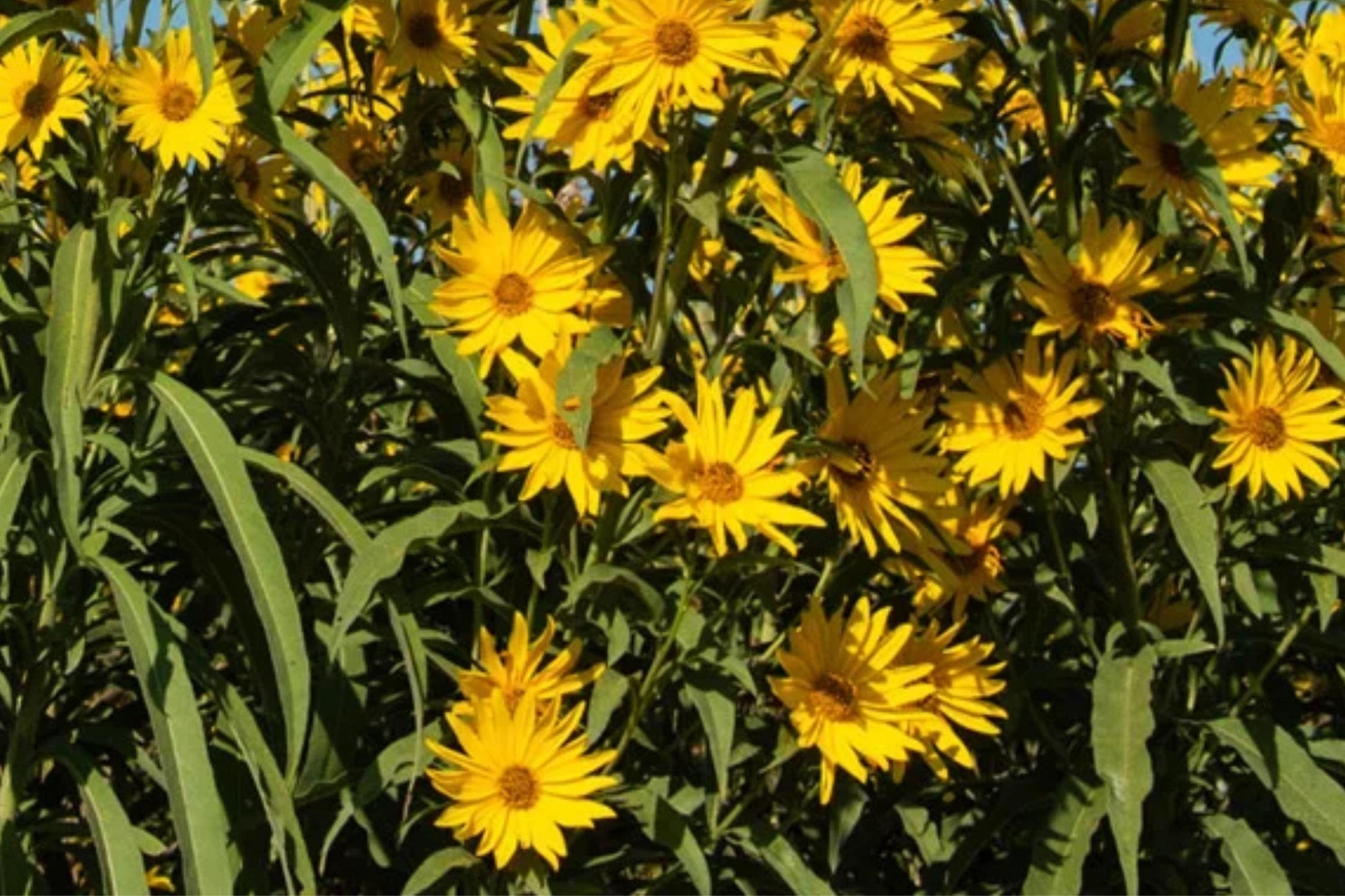 Maximilian Sunflower Seeds, Perennial Heirloom, Bright Yellow Flowers, Pollinator Friendly, Non-GMO, 100+ Seeds