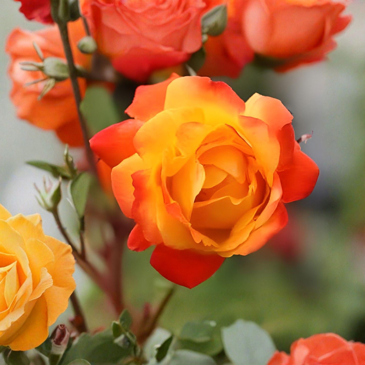 Climbing Rose Plant 1 Gallon Yellow Vermilion Bicolor Rosa spp. for Trellises & Vertical Gardens