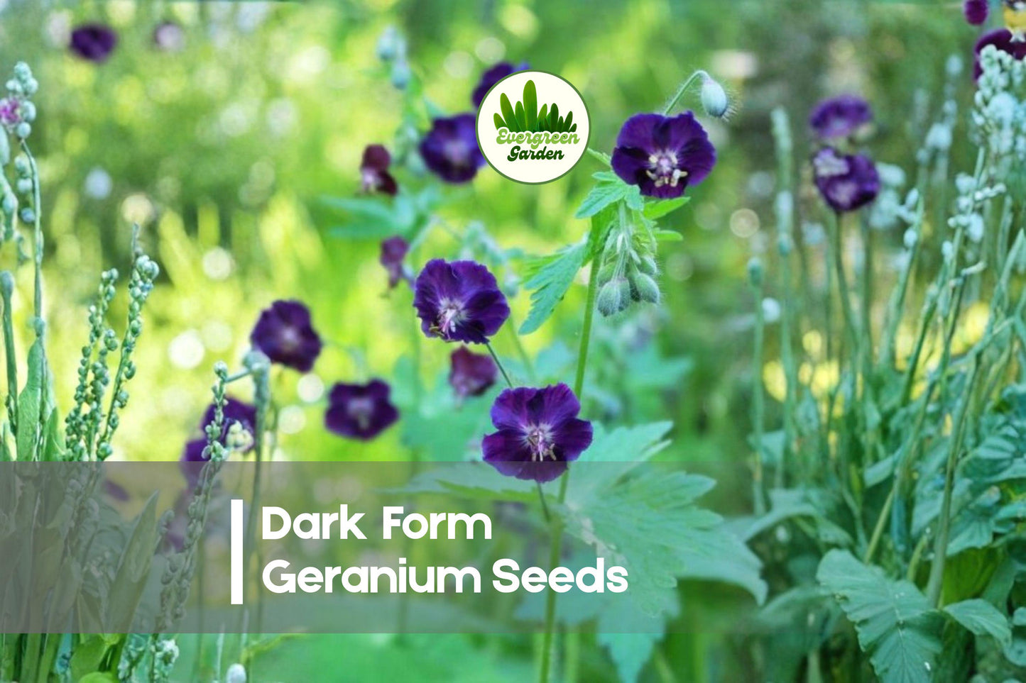 Dark Form Geranium Seeds – Perennial Cranesbill with Deep Burgundy Foliage and Pink to Purple Blooms, Geranium (Dark Foliage Type)