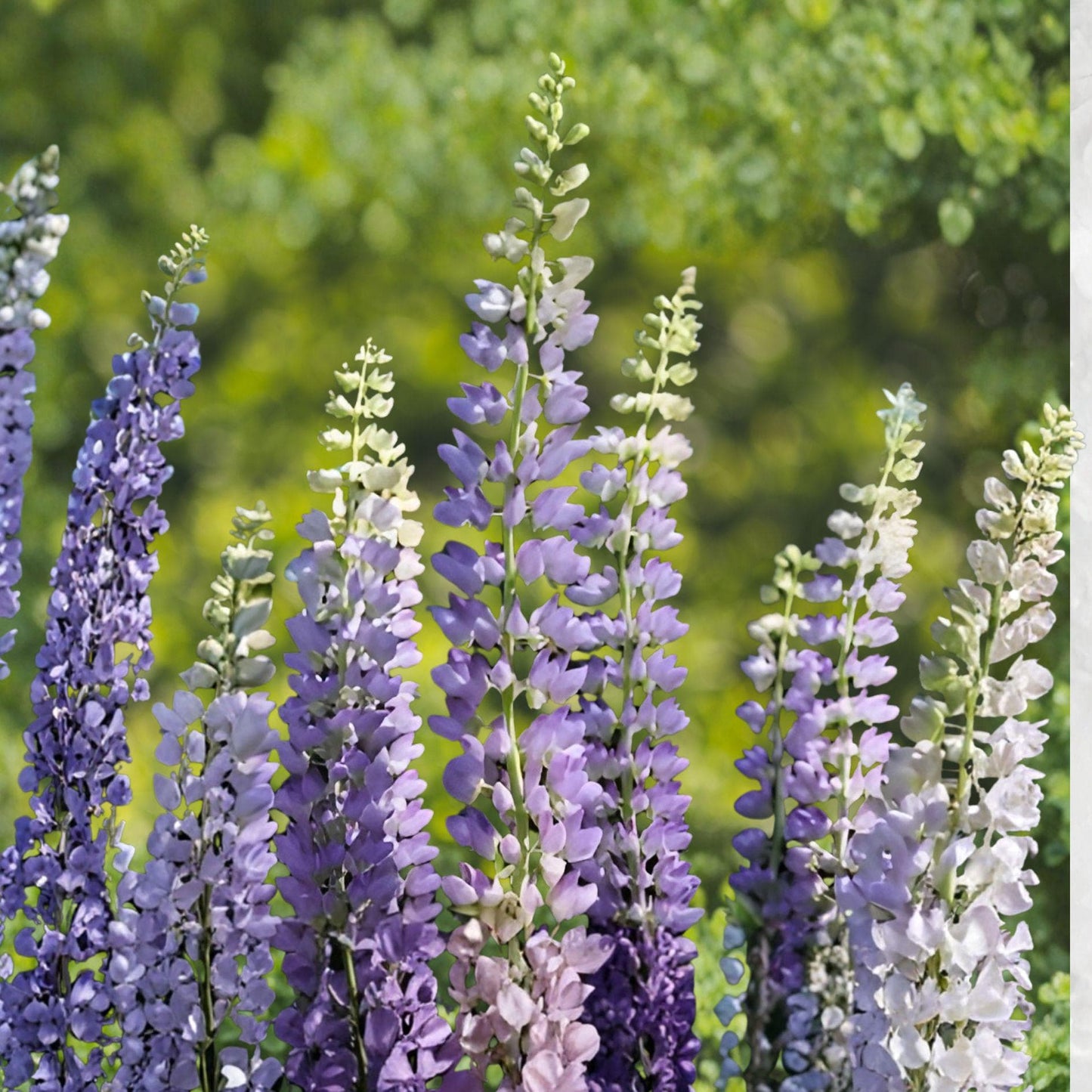 Large Leaf Lupine Seeds – Lupinus polyphyllus Perennial Wildflower for Borders & Meadows, Colorful Flower Spikes