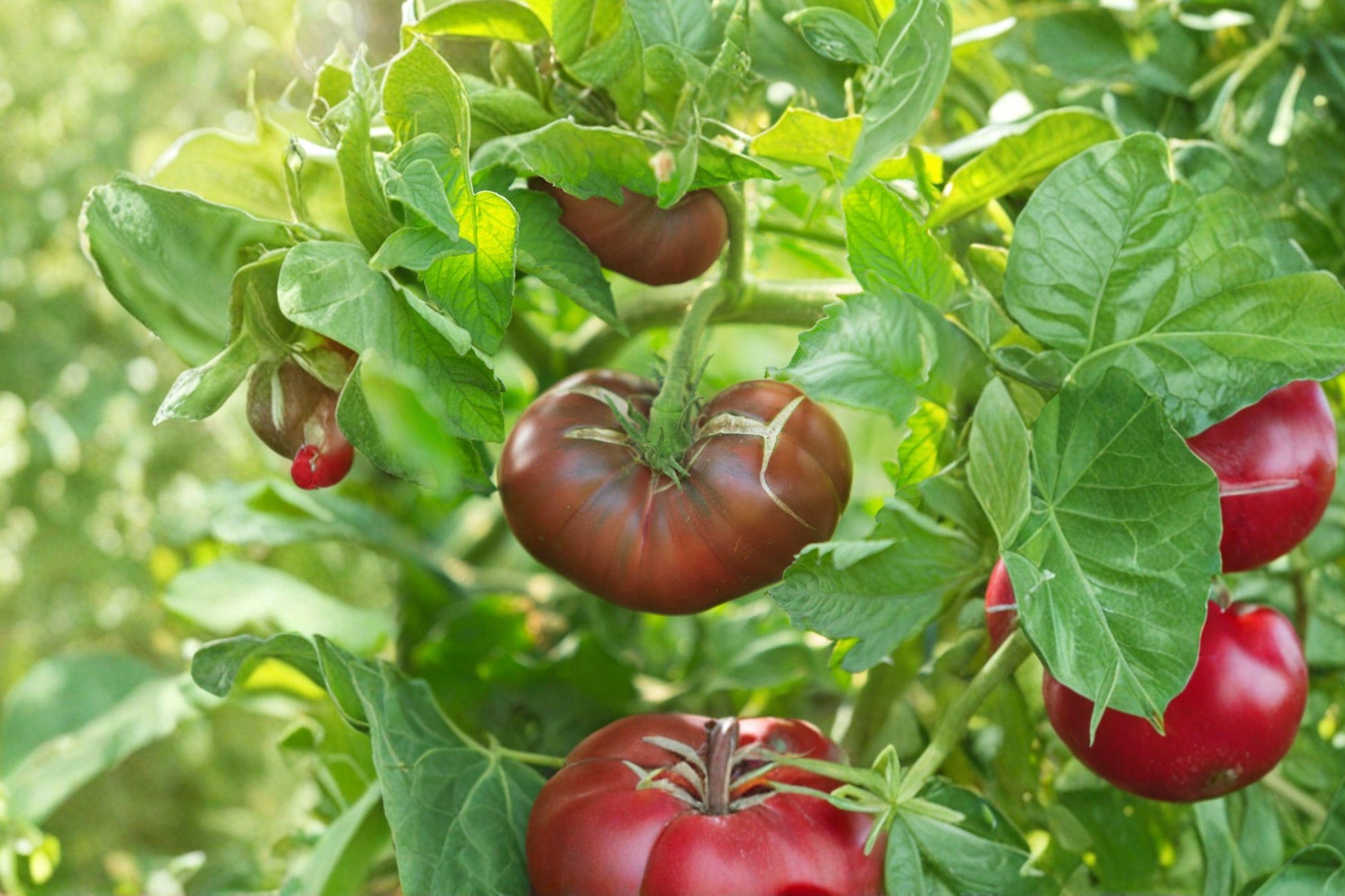 Black From Tula Tomato Seeds, Heirloom Indeterminate Variety, Dark Purple-Brown Beefsteak, Smoky Flavor, 120+ Seeds