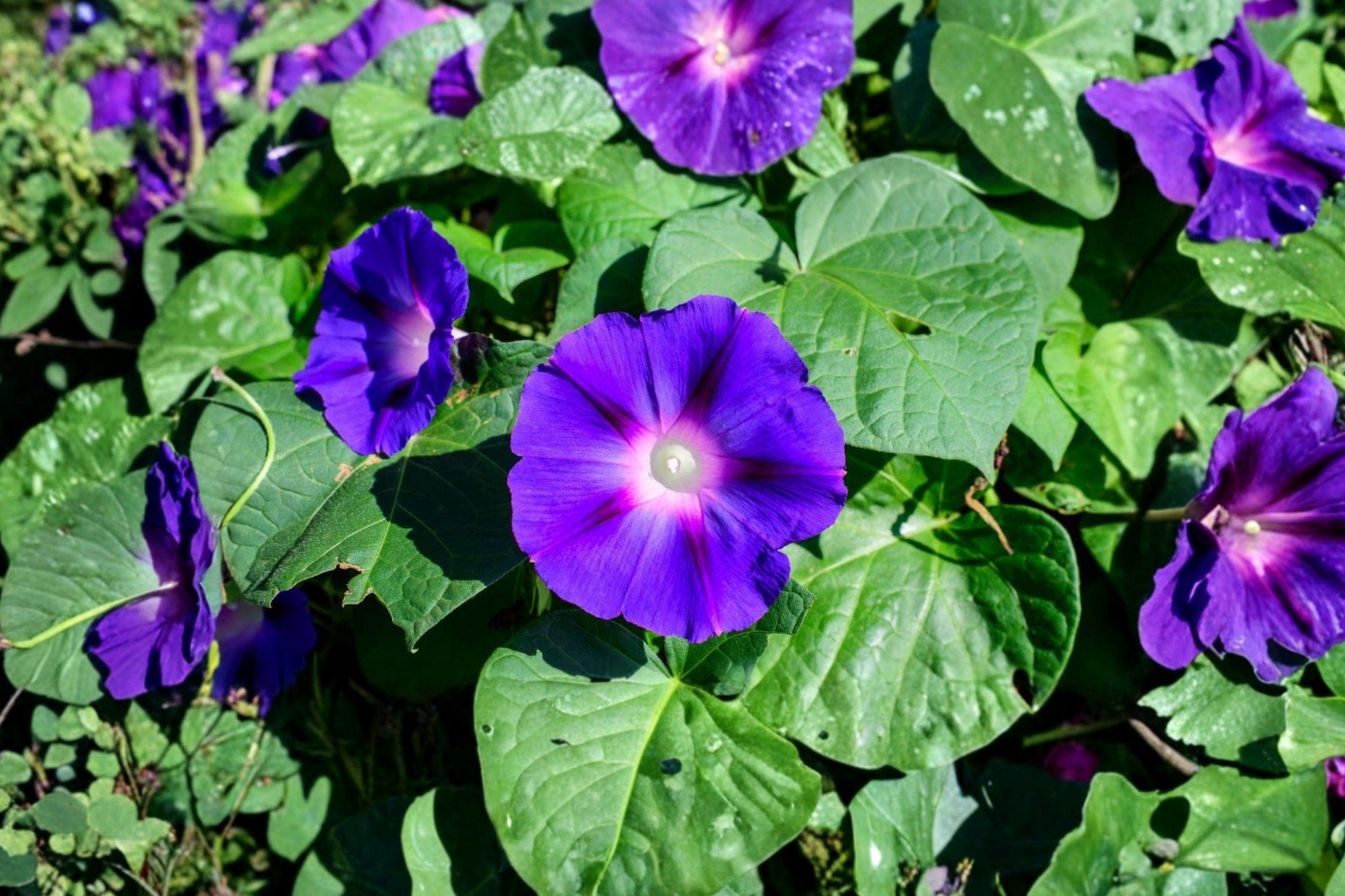Heavenly Blue Morning Glory Seeds - Heirloom Climbing Vine with Sky-Blue Flowers, 200+ Non-GMO Seeds for Trellises & Fences