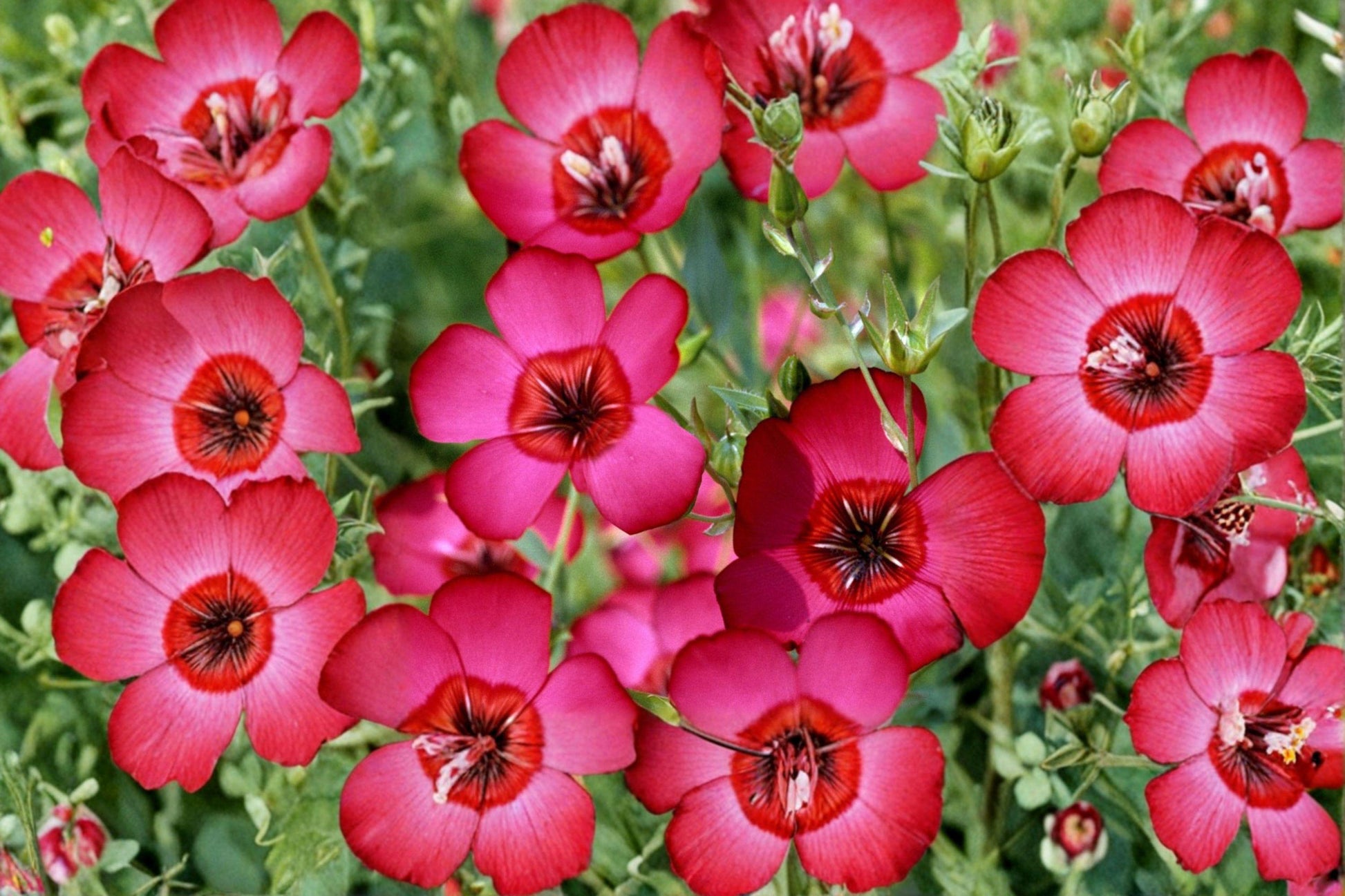 Scarlet Flax Seeds, Heirloom Bright Red Wildflower, Easy Grow Annual, Pollinator Friendly, 200+ Seeds