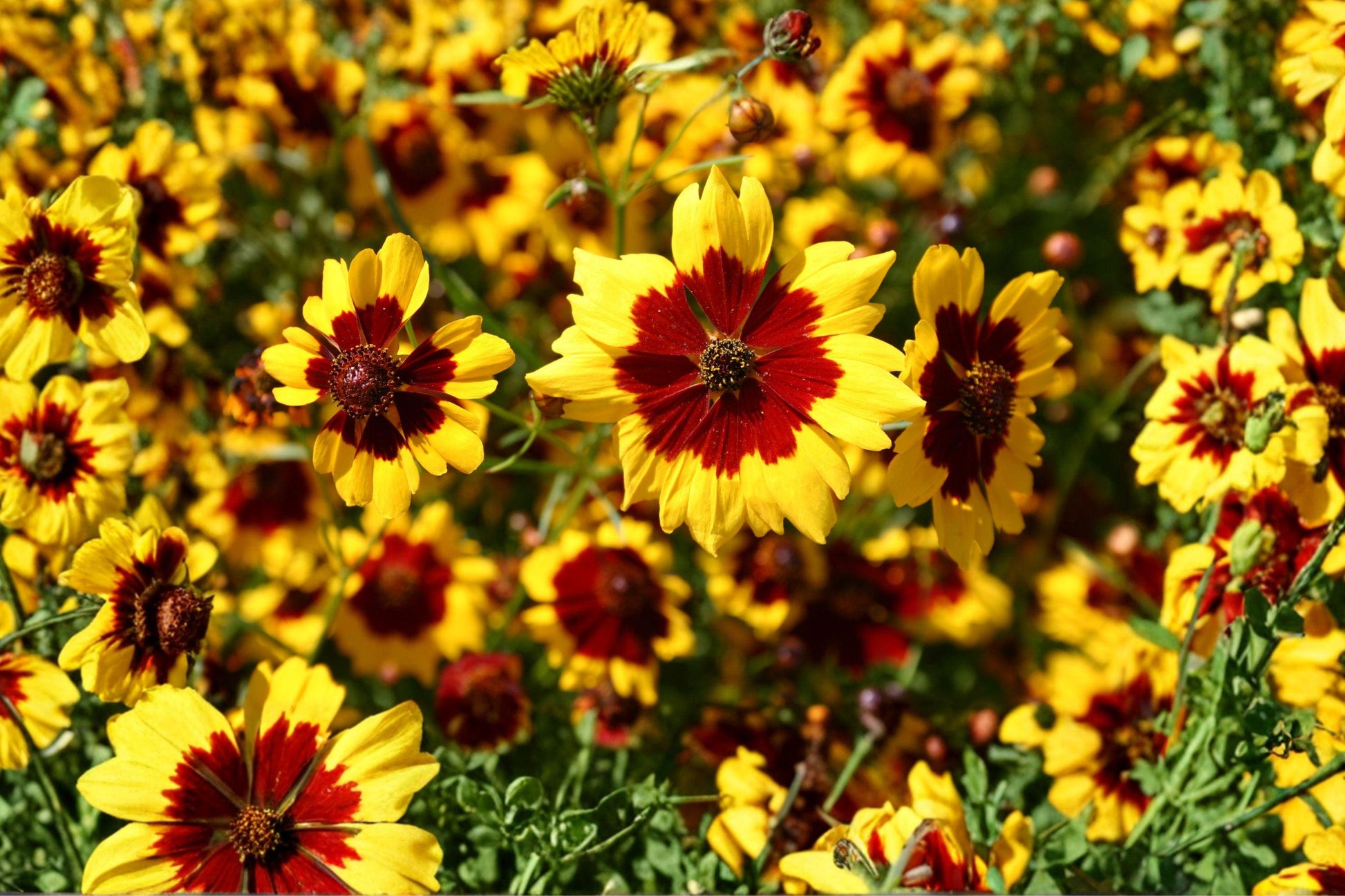 Plains Coreopsis Seeds - Heirloom Wildflower, Drought Tolerant, Pollinator Garden, Bright Yellow & Red Flowers, 200+ Seeds