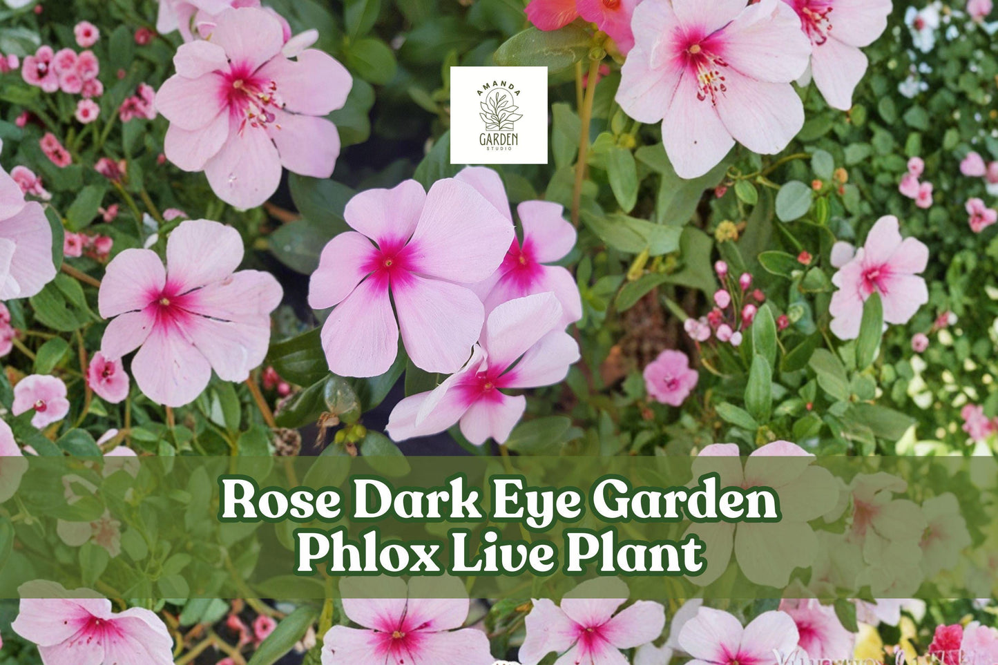 Garden Phlox Live Plant – Rose Dark Eye, Tall Phlox Paniculata Pink Perennial Flower Starter