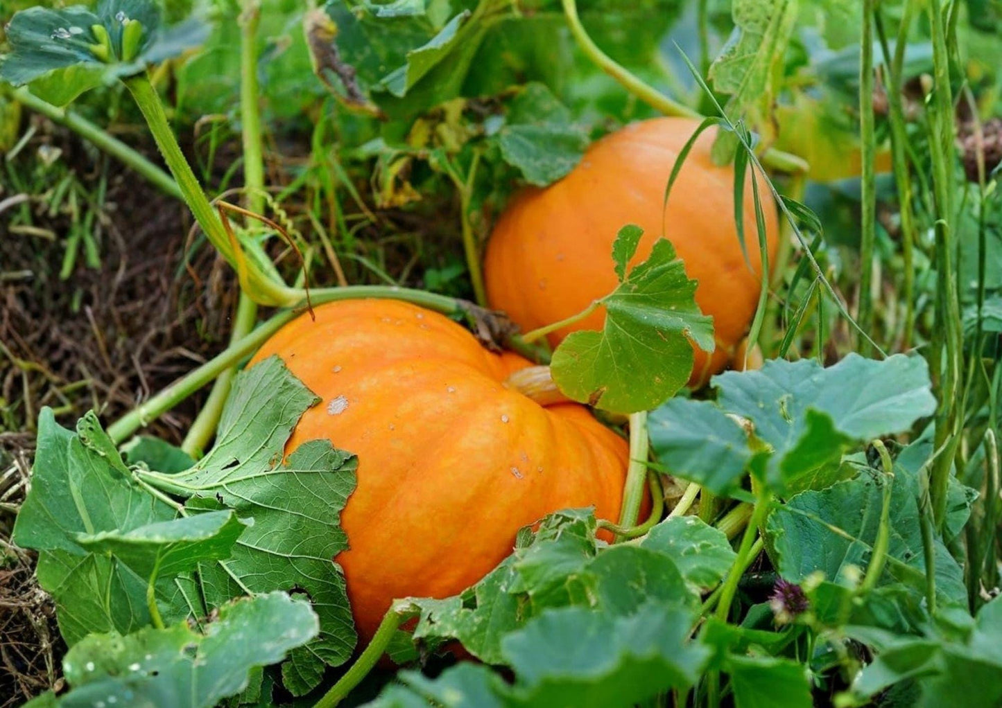 Big Max Pumpkin Seeds – Heirloom Non-GMO Giant Orange Pumpkins for Garden Growing, Cucurbita maxima