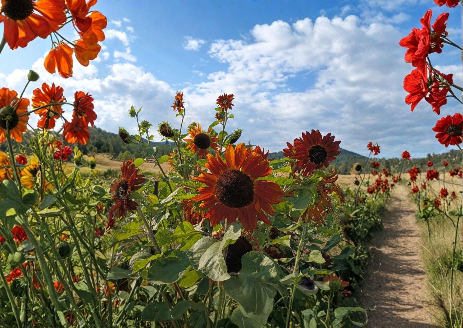 Red Sun Sunflower Seeds – Heirloom Non-GMO Ornamental Flower Seeds for Garden & Cut Flowers, Deep Red Blooms, Pollinator Attractor