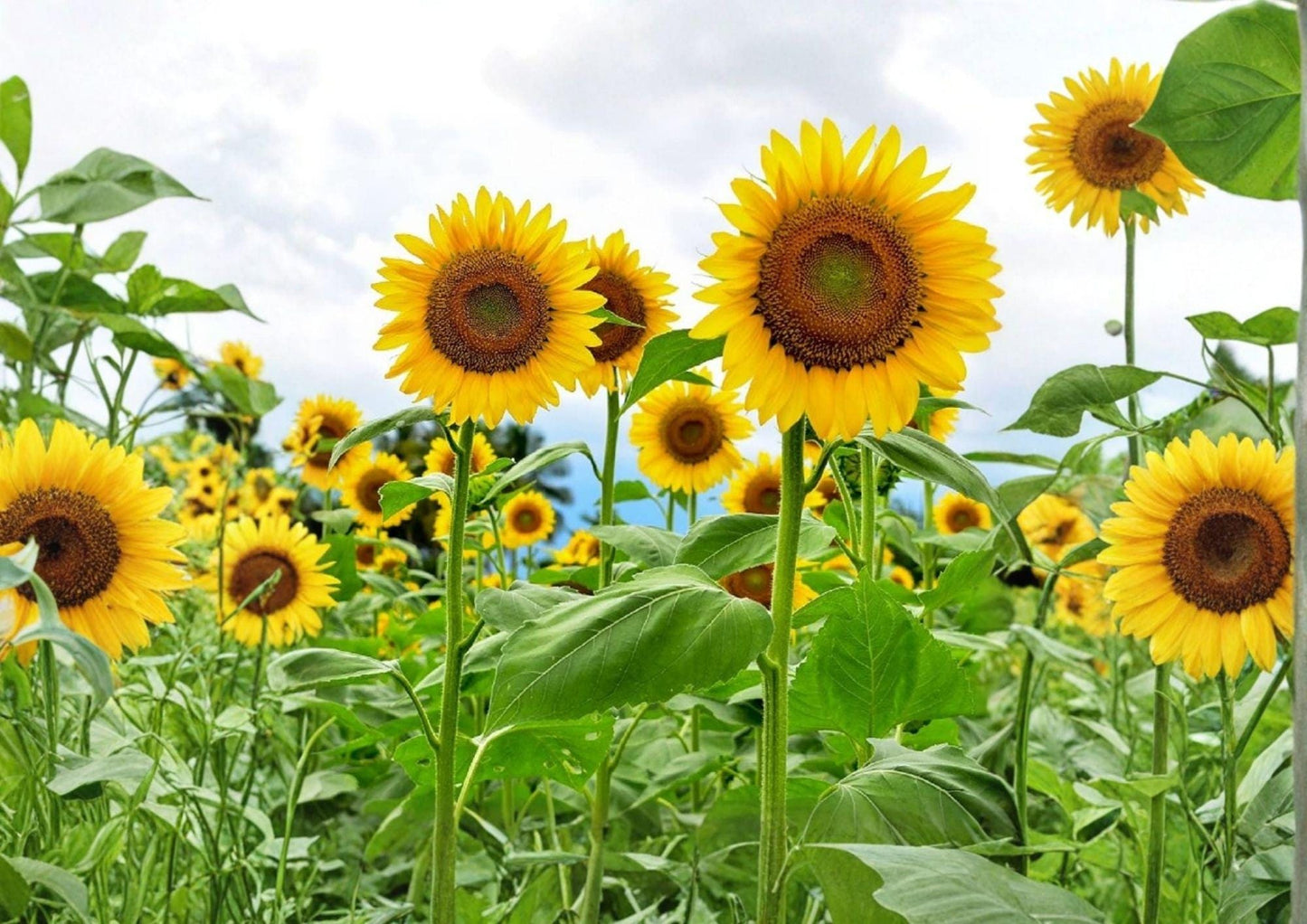 Black Oil Sunflower Seeds Heirloom Non-GMO Flower Seeds for Garden Planting, Bird Feed, Oil Seed, Pollinator Friendly