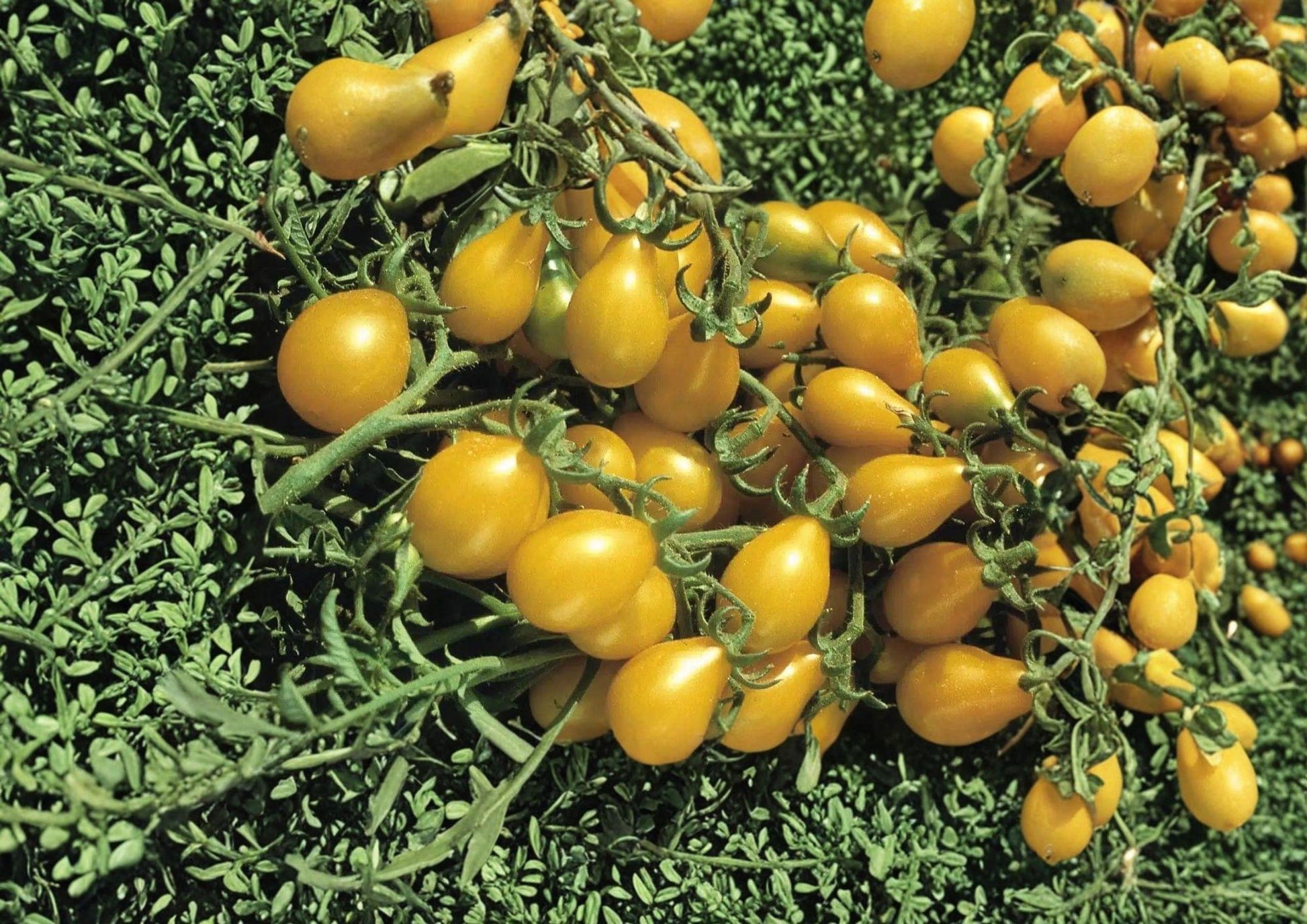 Yellow Pear Tomato Seeds, Heirloom, Small Pear-Shaped Yellow Fruits, Solanum lycopersicum