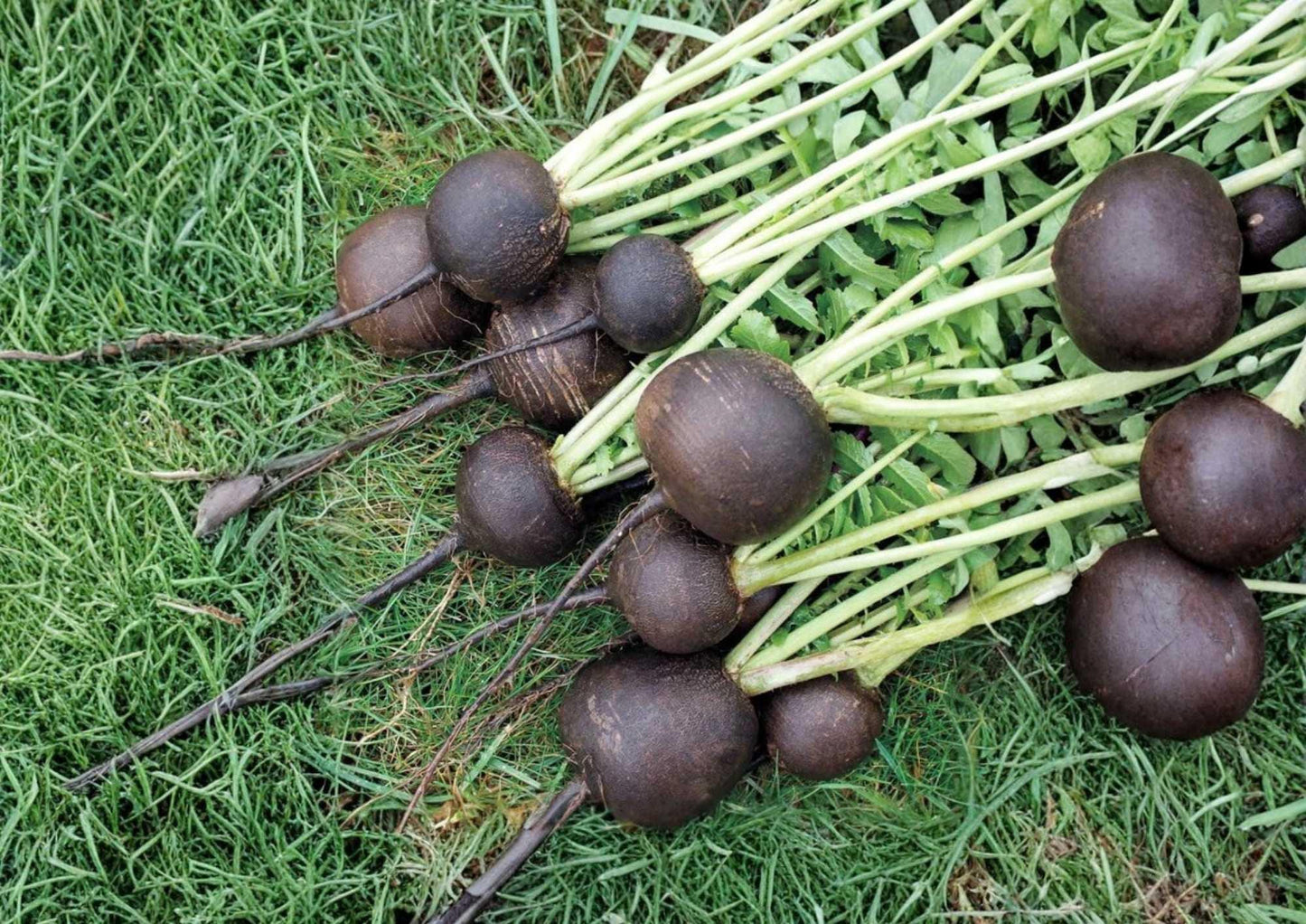 Black Spanish Round Radish Seeds – Heirloom Organic Vegetable Seeds for Garden Planting, Spicy Root, Large Black Skin, White Flesh